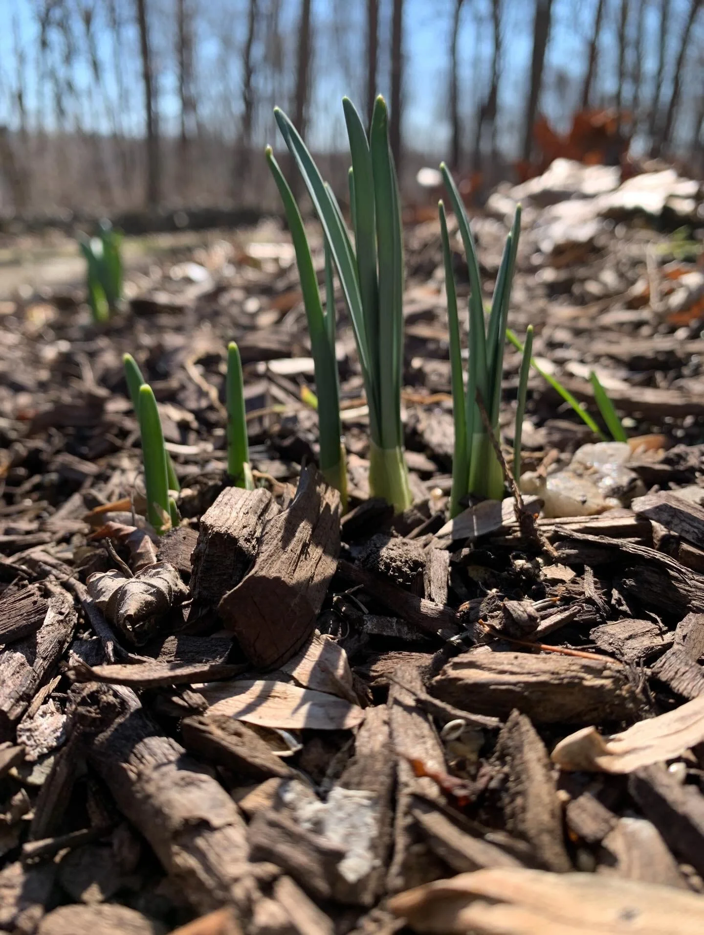 The Earth is beginning to thaw here in Pennsylvania.

Little by little the frozen ground softens, and the quiet work of renewal begins beneath the surface.

Our bodies are no different.

After the long stillness of winter, our backs and spines often 