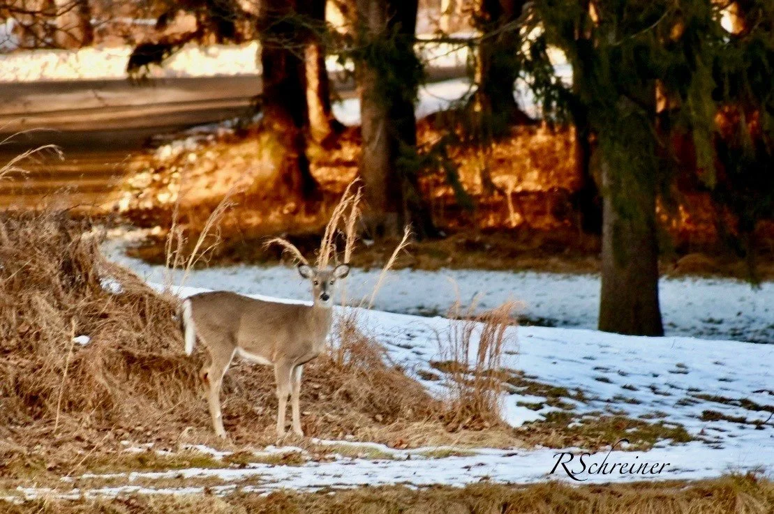 Sometimes the greatest gift we can give ourselves isn't another accomplishment. It's permission to pause.

The Winter's Hush Retreat isn't about doing more. It's about remembering who you are when life becomes quiet enough to listen.

Photo shared by