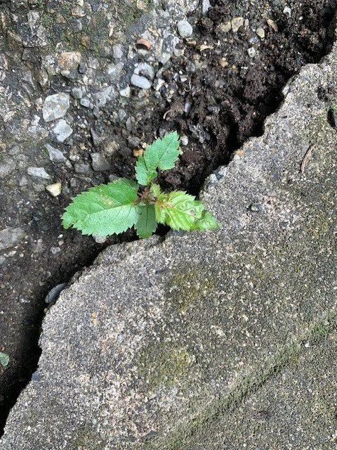 Nature is our first teacher.

I almost walked right past this little plant, growing from a crack in the pavement.

It made me think about how often we hear, &ldquo;Bloom where you are planted.&rdquo;

But we don't always get to choose where life plan