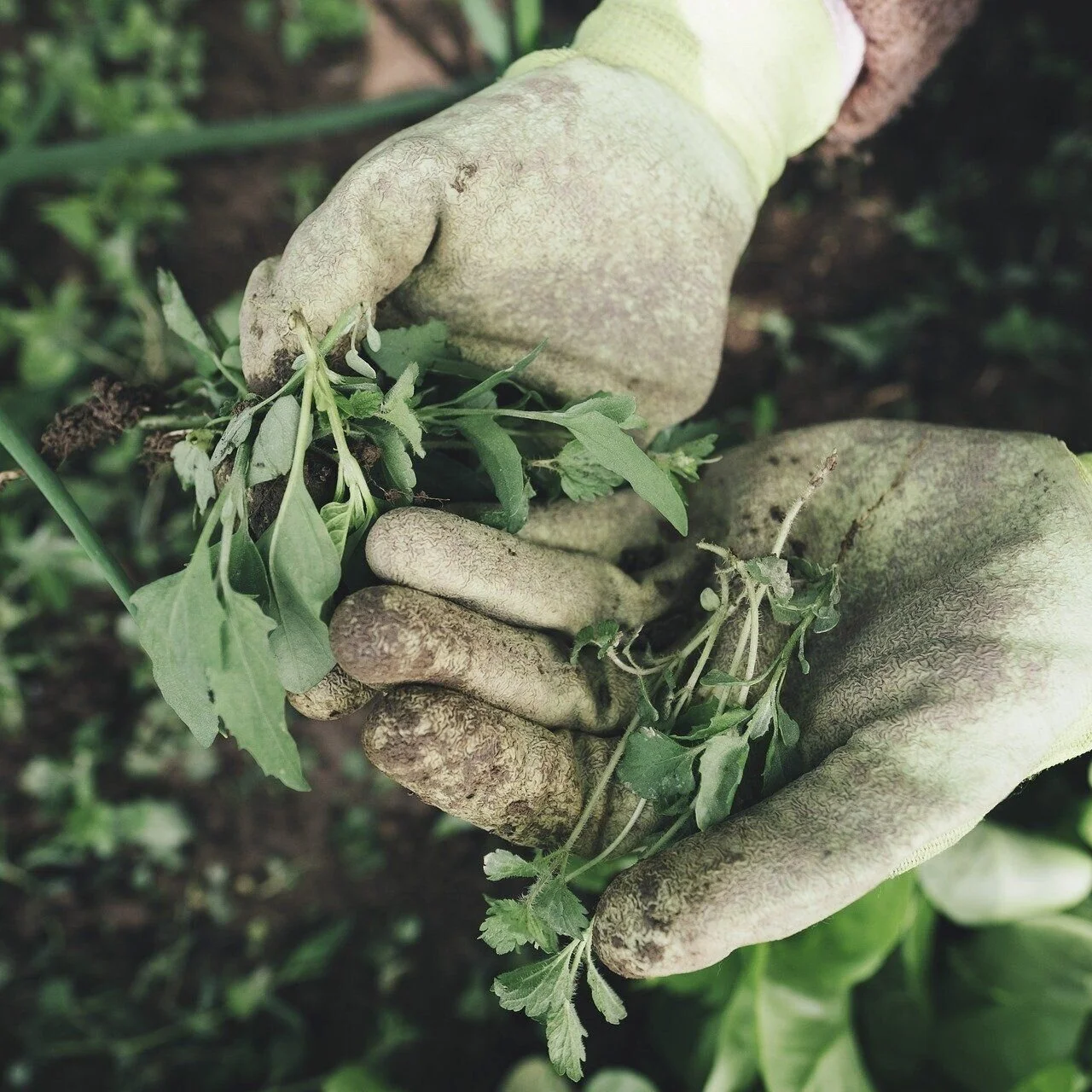 6 Gardening Injury Prevention Tips
