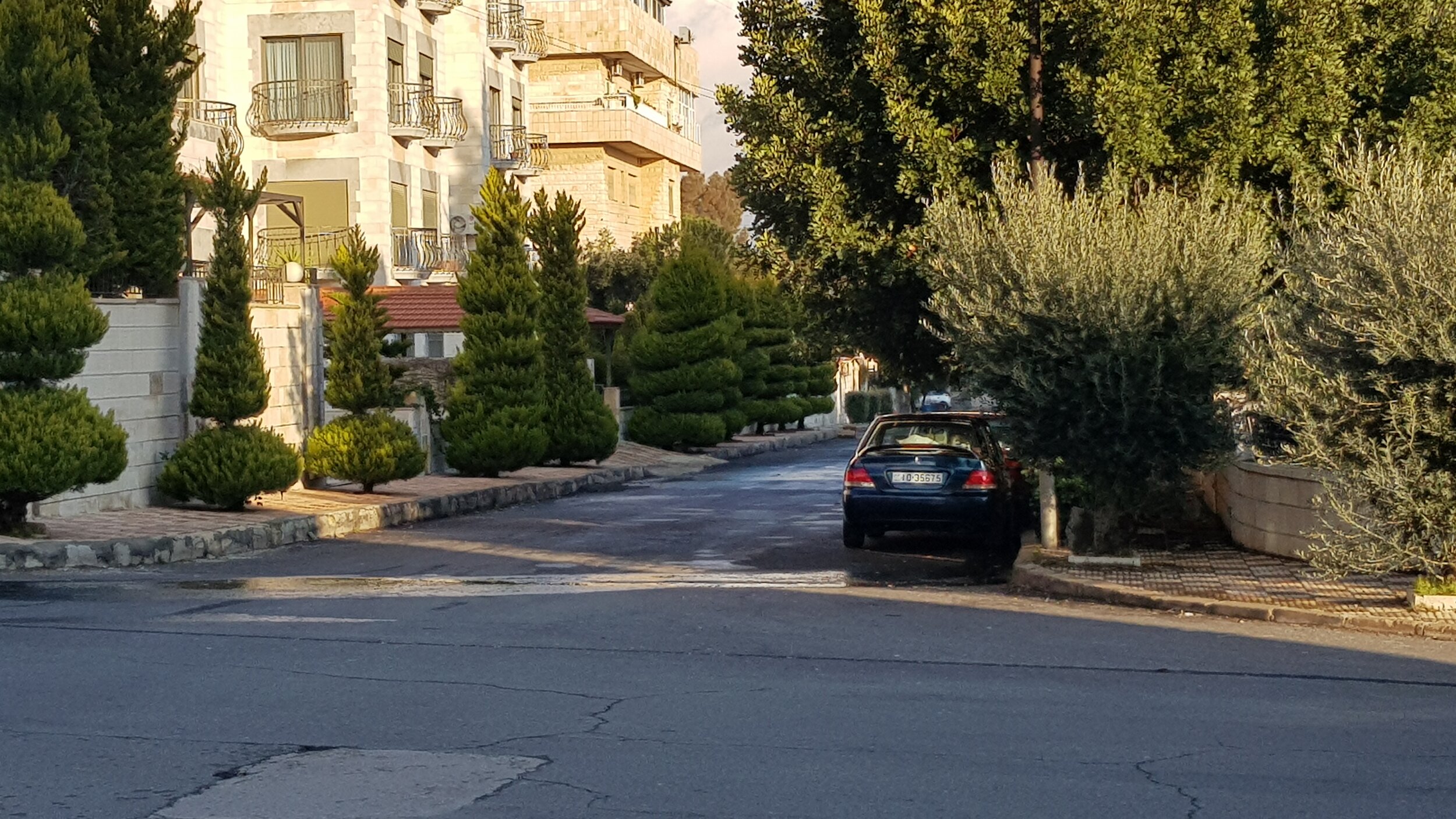  Figure 2. A typical green-buffer-pavement configuration in al-Shmeisani - an upper-middle-class neighborhood in central Amman, featuring sculpted Thuja Occidentalis on the left and olive trees - Olea Europaea on the right. 