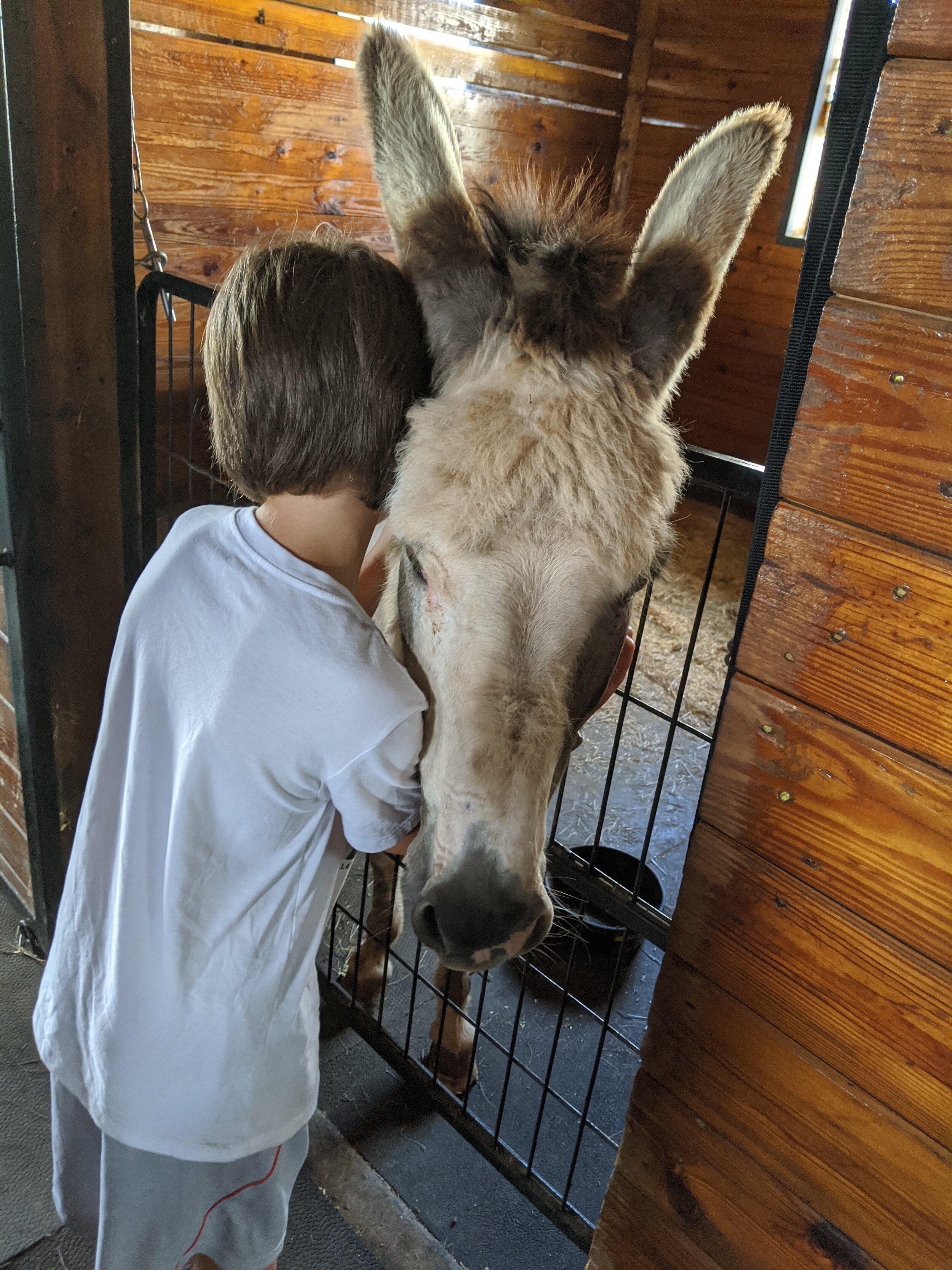 Getting donkey hugs