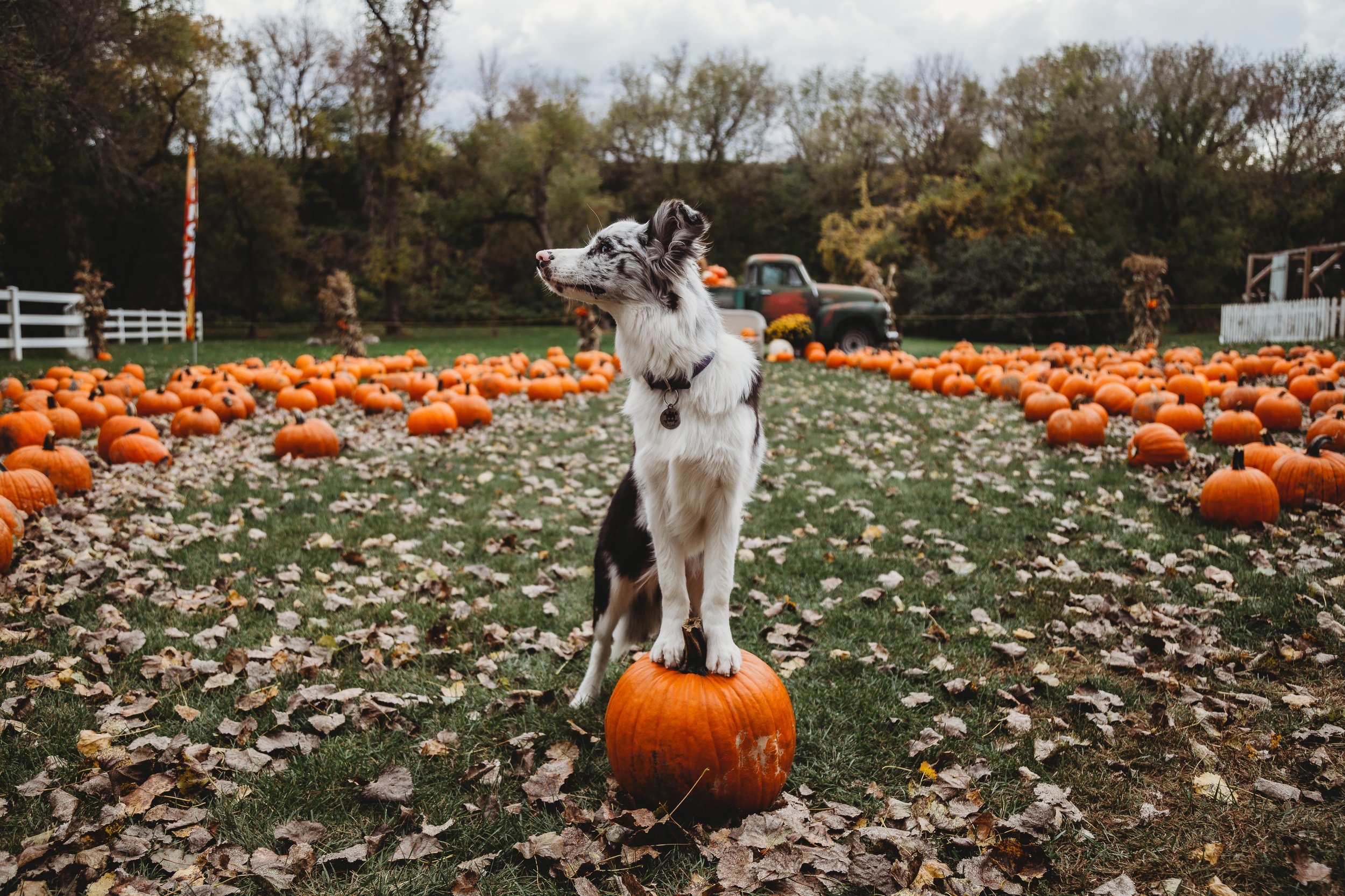 fall-photoshoot-sm-27.jpg