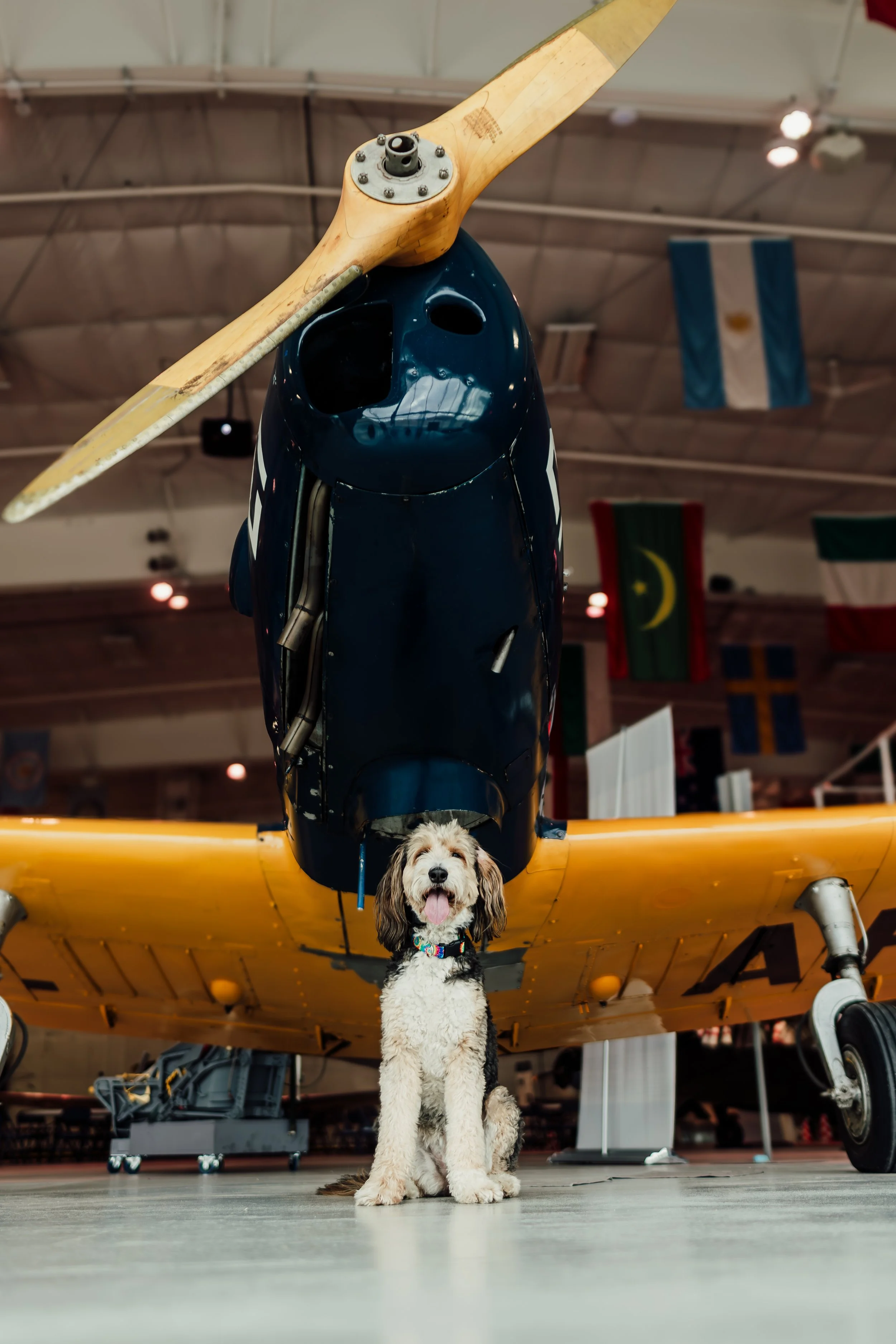 Top Dog Izzy-3.jpg