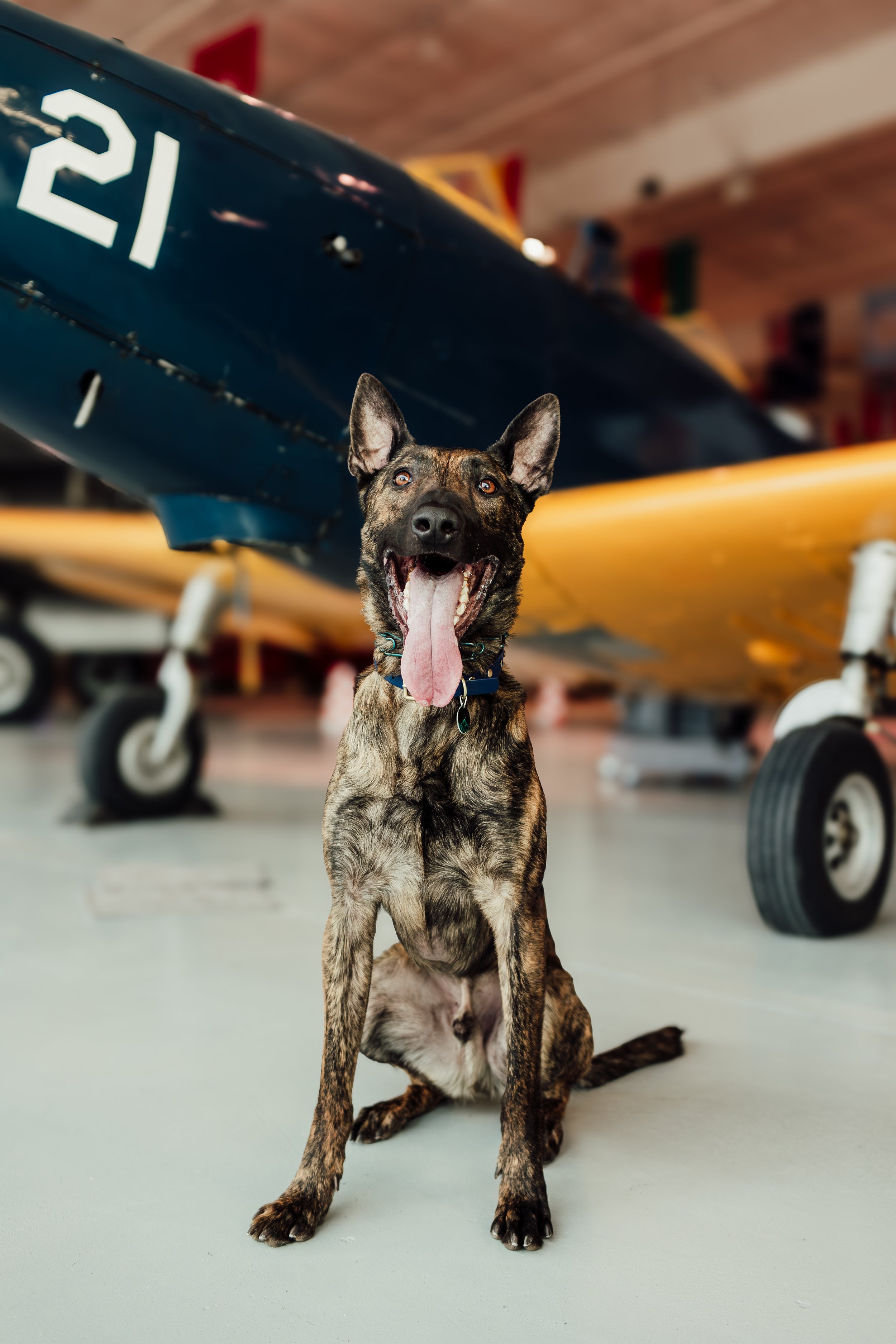 Top Dog Reef-4.jpg