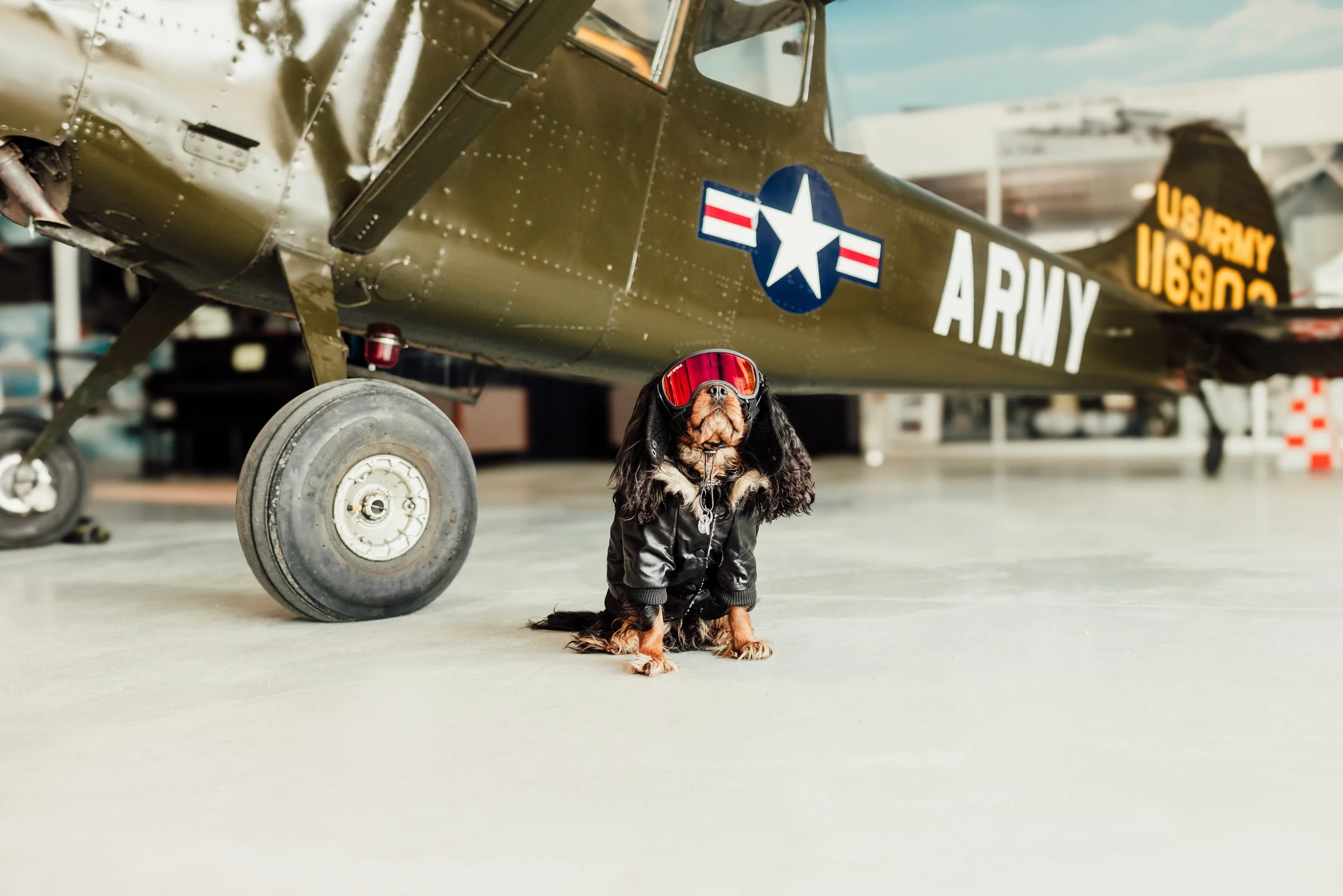 Top Dog Torrhen-1.jpg