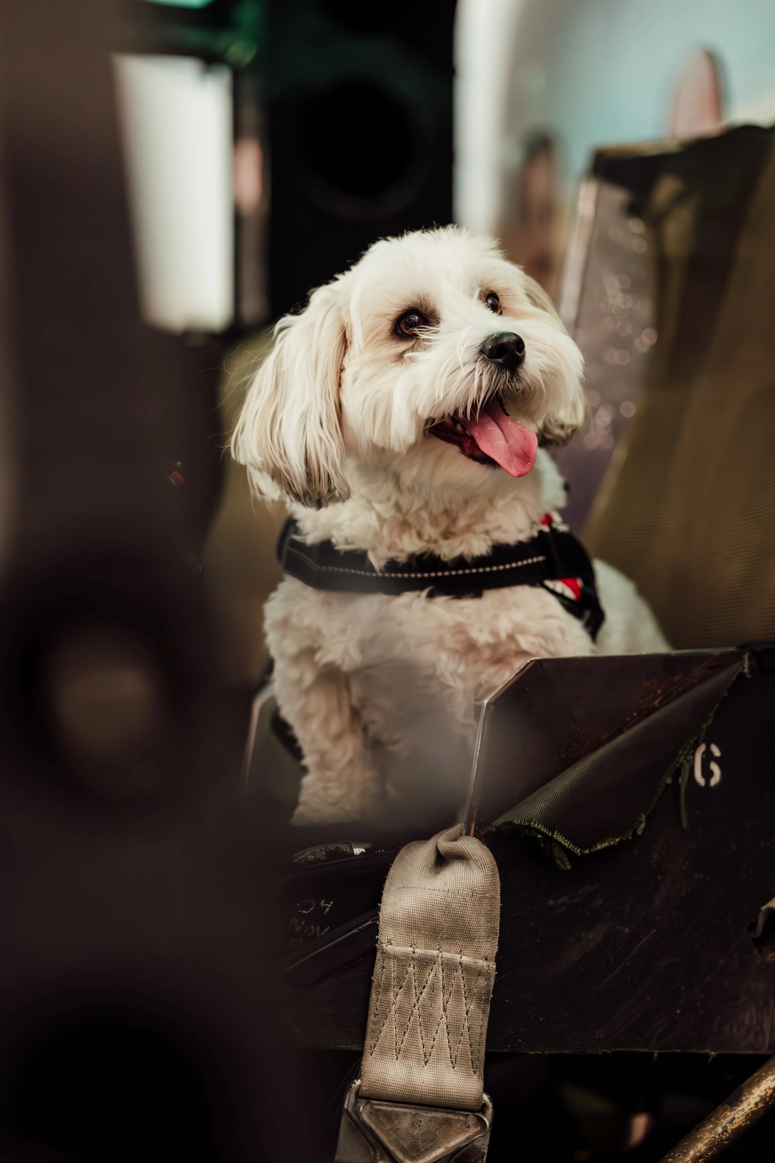 Top Dogs Mickey & Jake-5.jpg