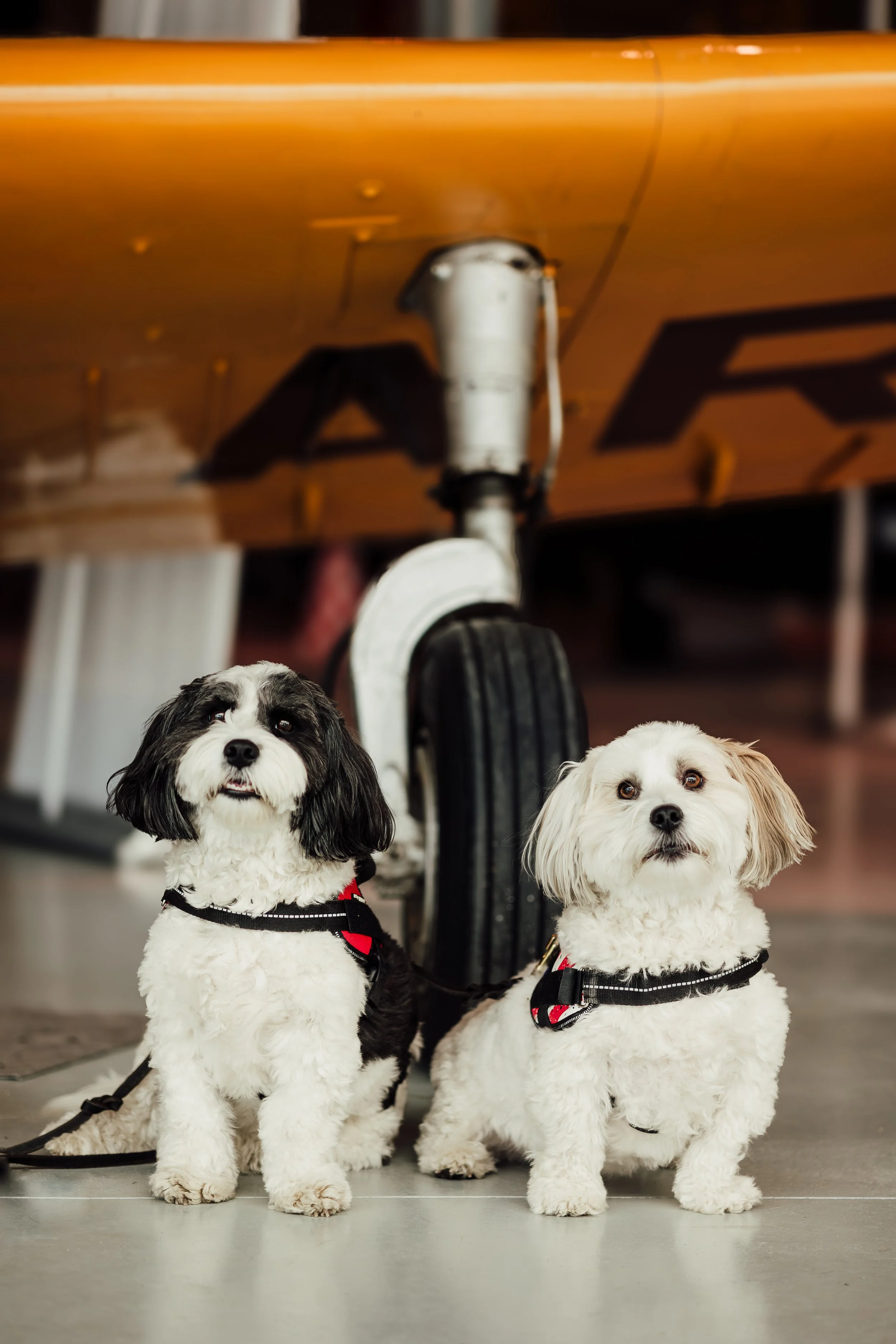 Top Dogs Mickey & Jake-3.jpg