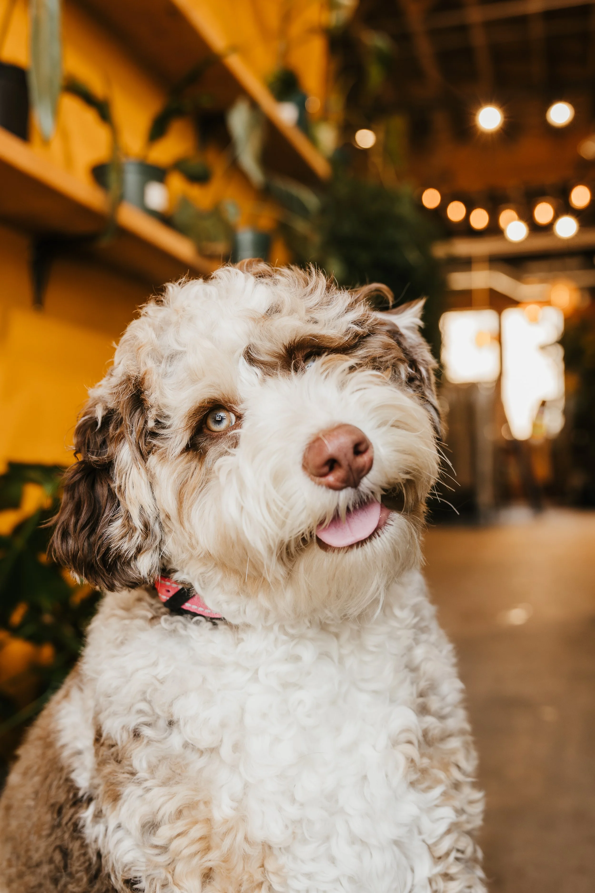 Fur & Foliage - Gertie-2.jpg