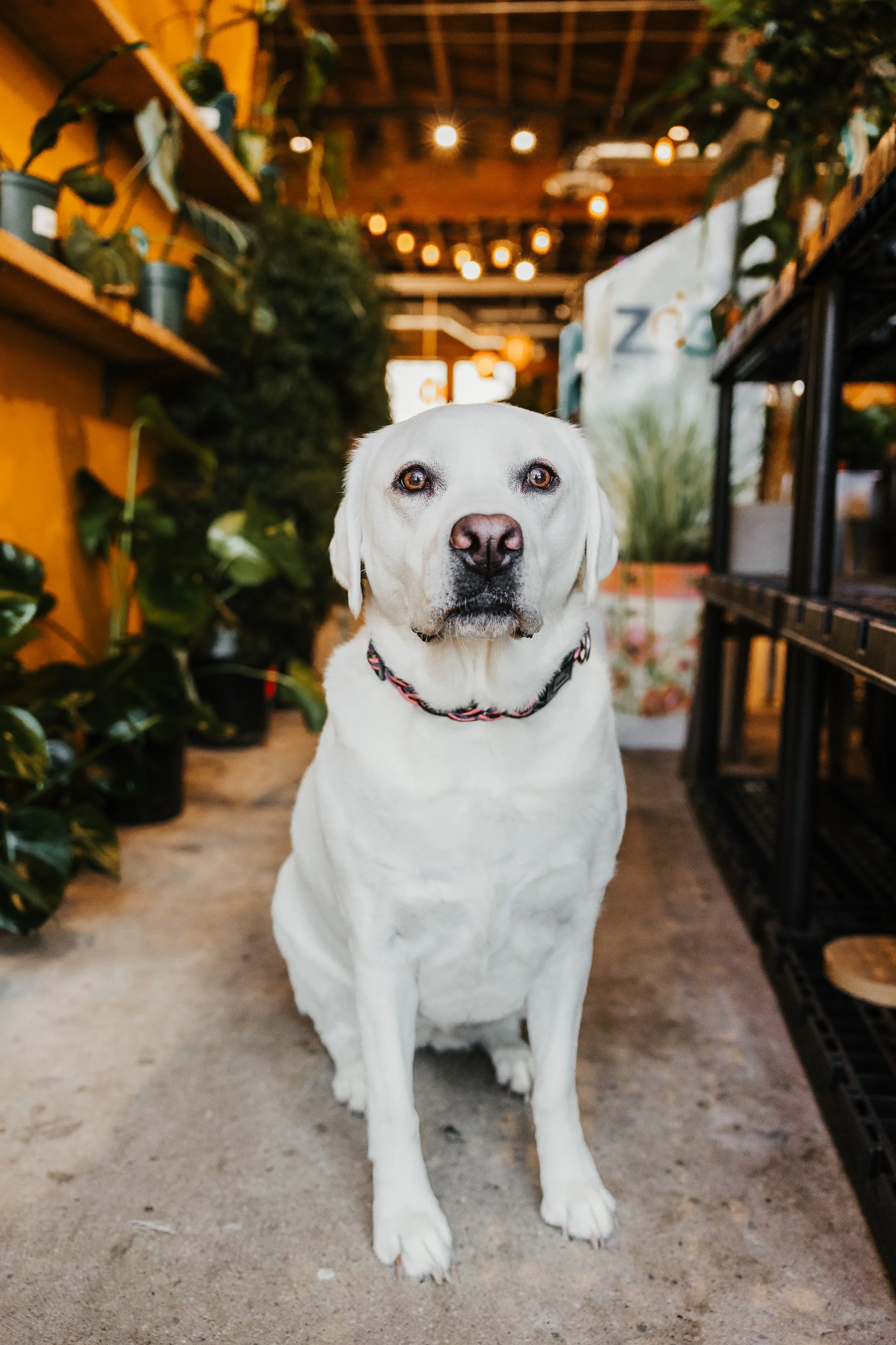Fur&Foliage - Libby-2.jpg