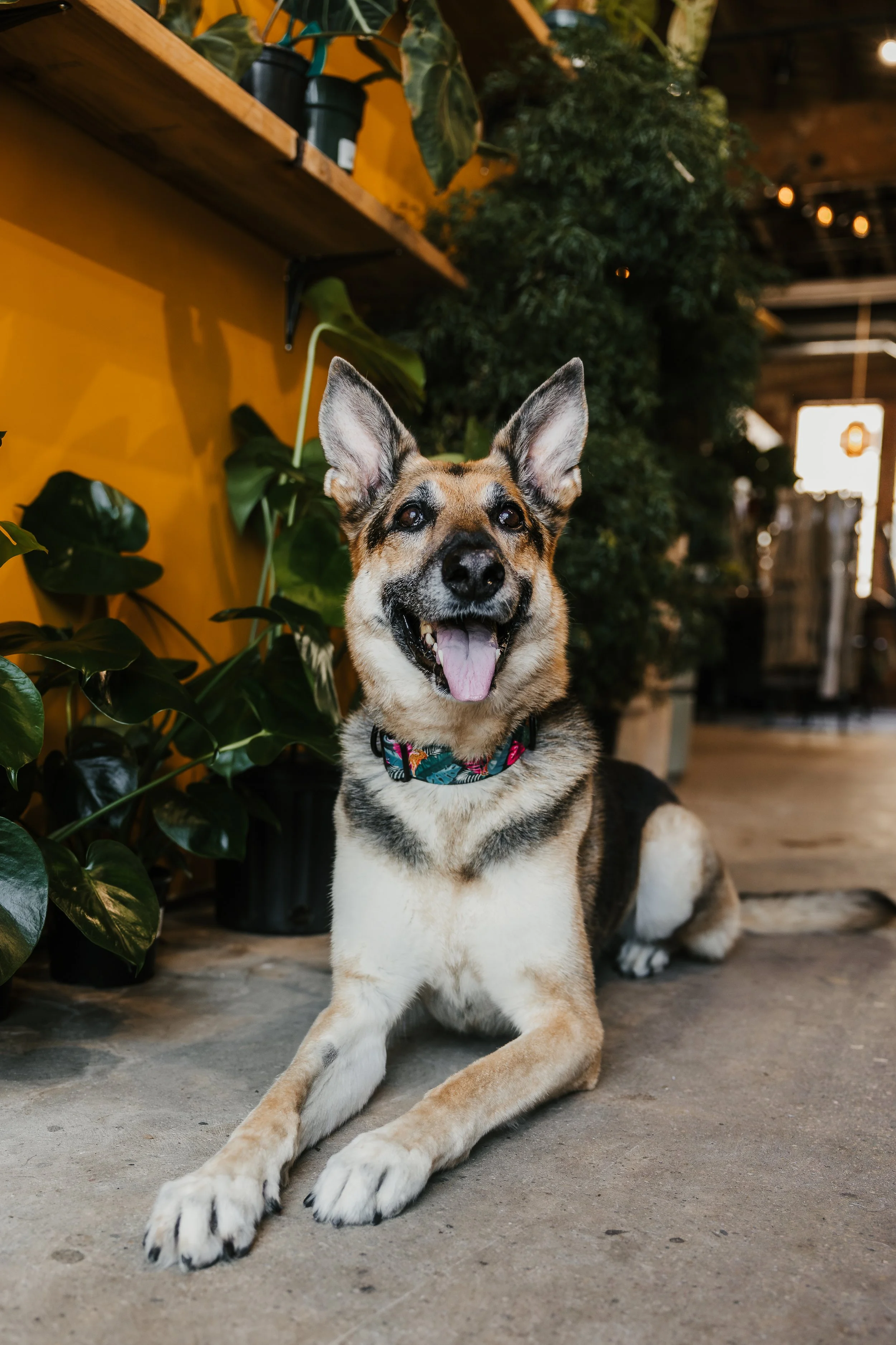 Fur & Foliage -- Pepper-4.jpg