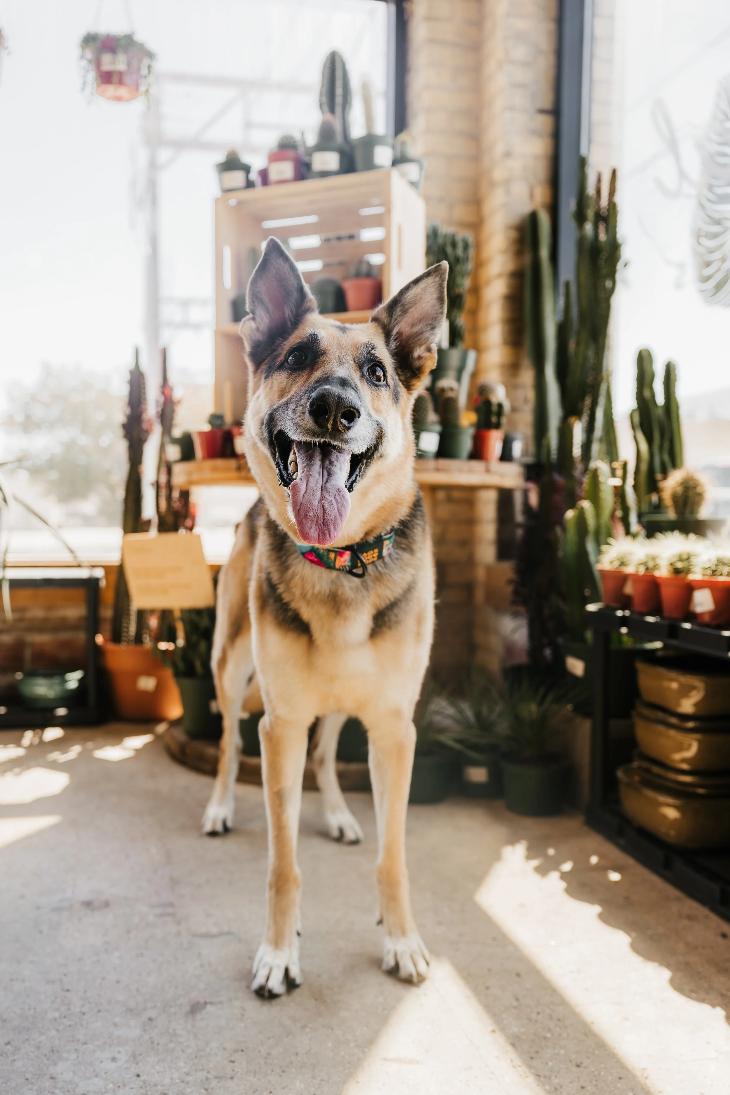 Fur & Foliage -- Pepper-11.jpg