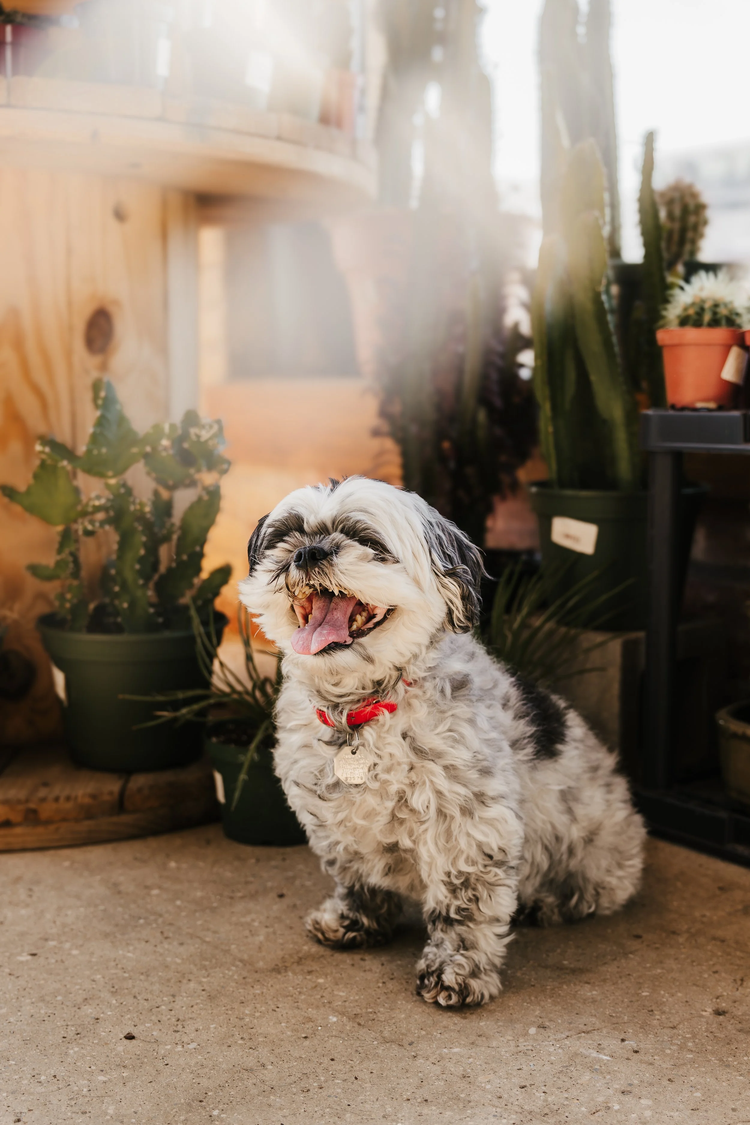 Fur&Foliage - Lucy & Rocco-17.jpg