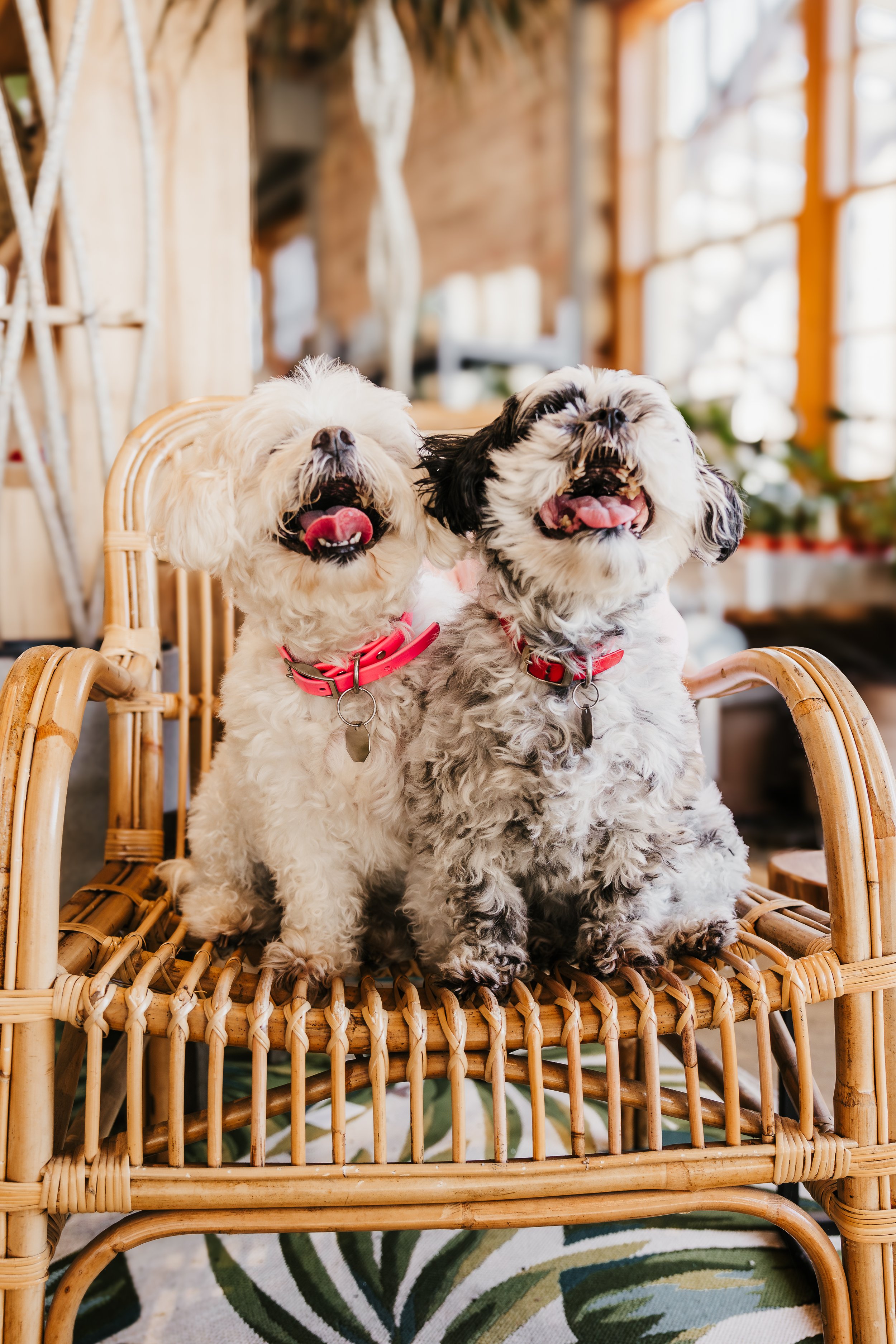 Fur&Foliage - Lucy & Rocco-24.jpg
