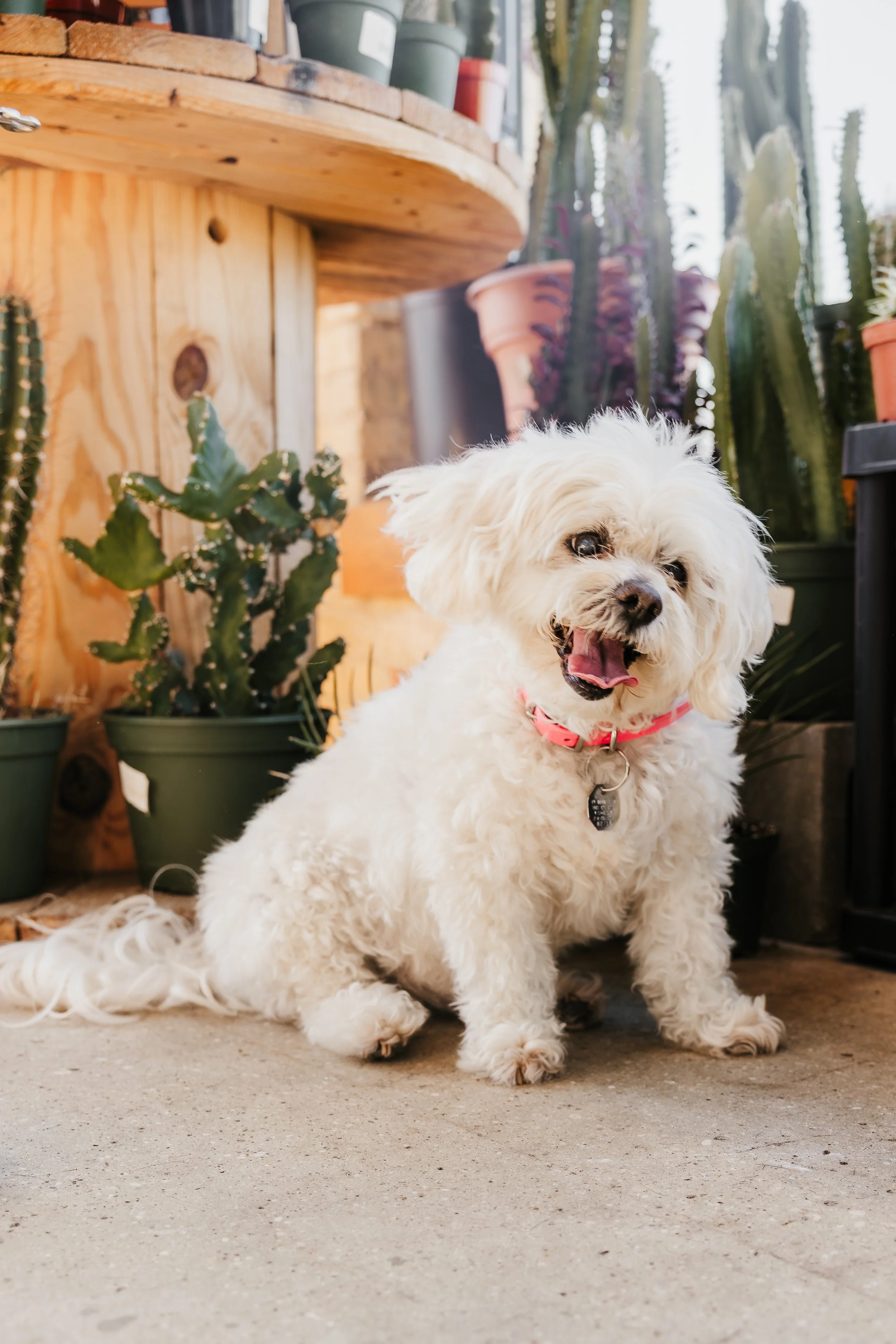 Fur&Foliage - Lucy & Rocco-20.jpg