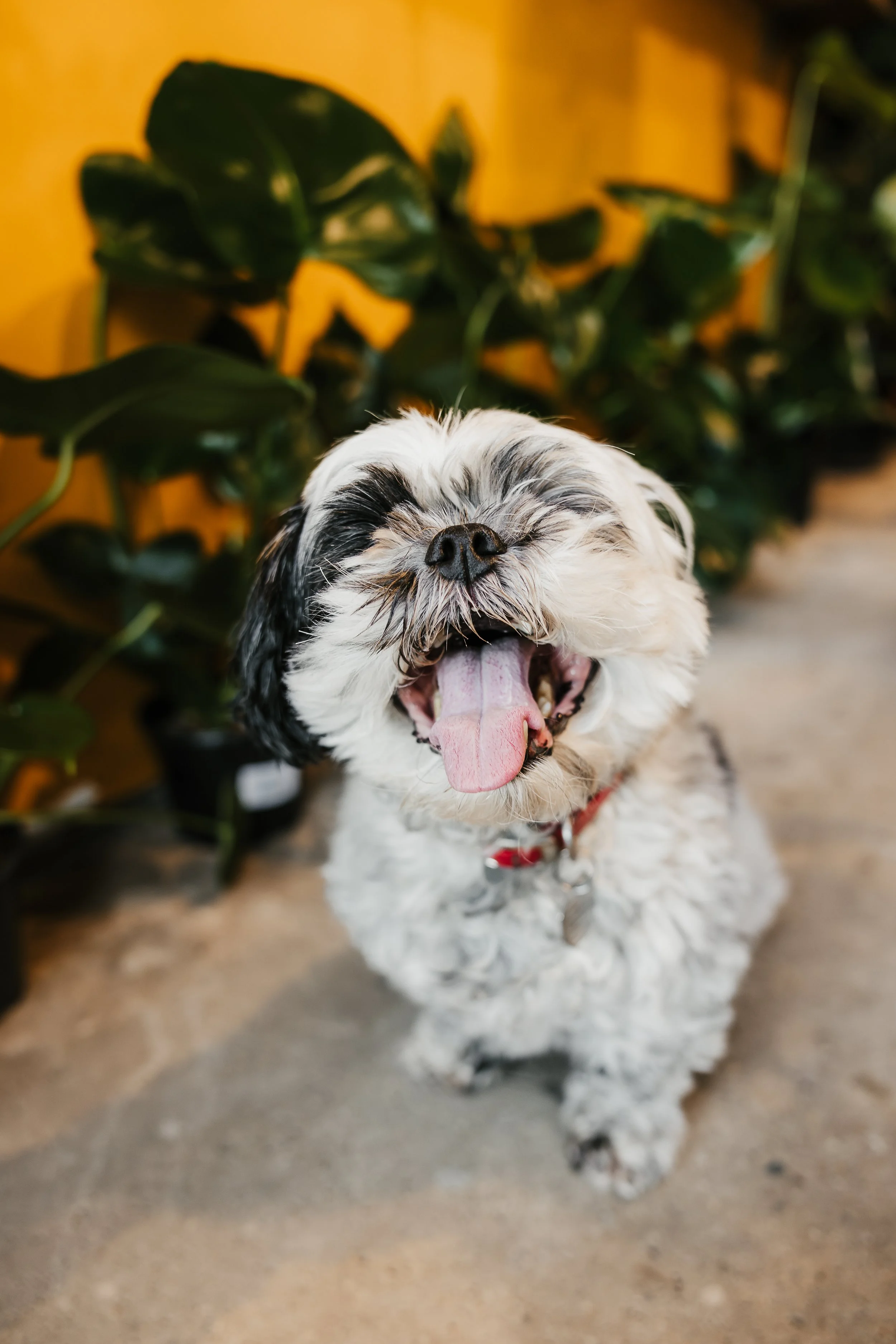 Fur&Foliage - Lucy & Rocco-3.jpg