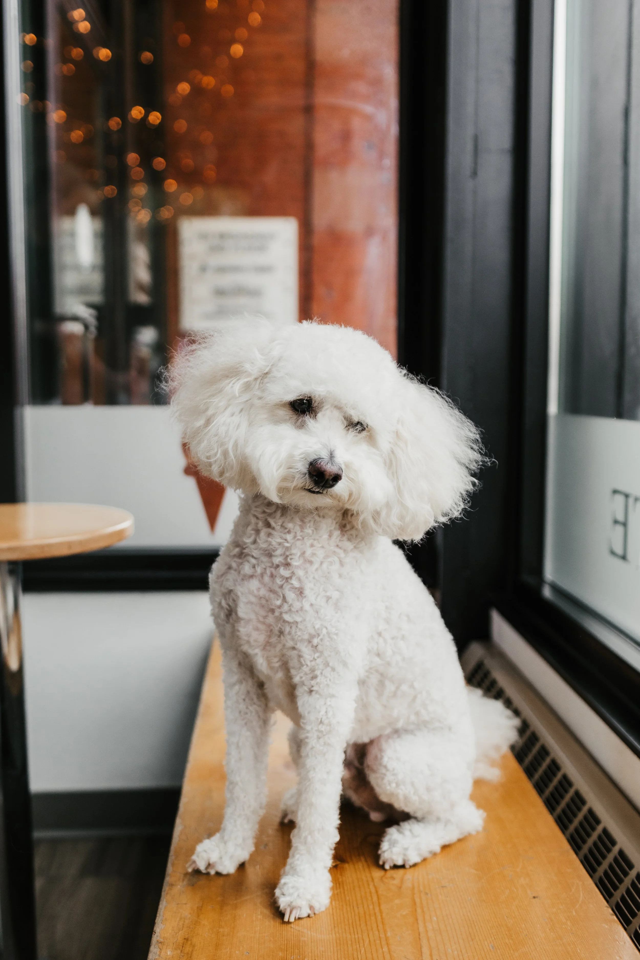 Pup Cup Minis - Oydee-4.jpg