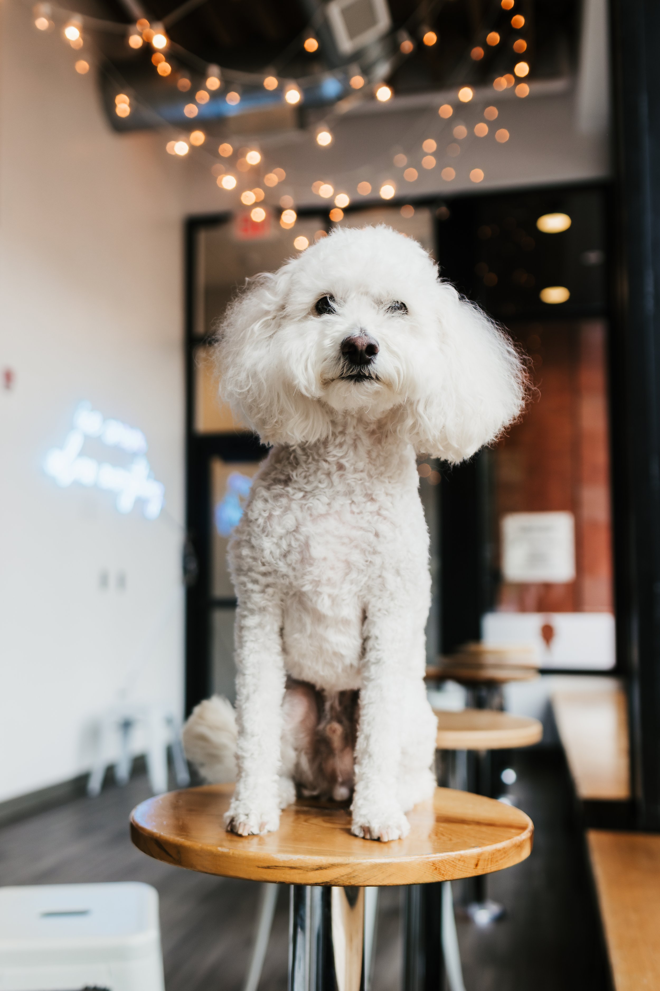 Pup Cup Minis - Oydee-8.jpg