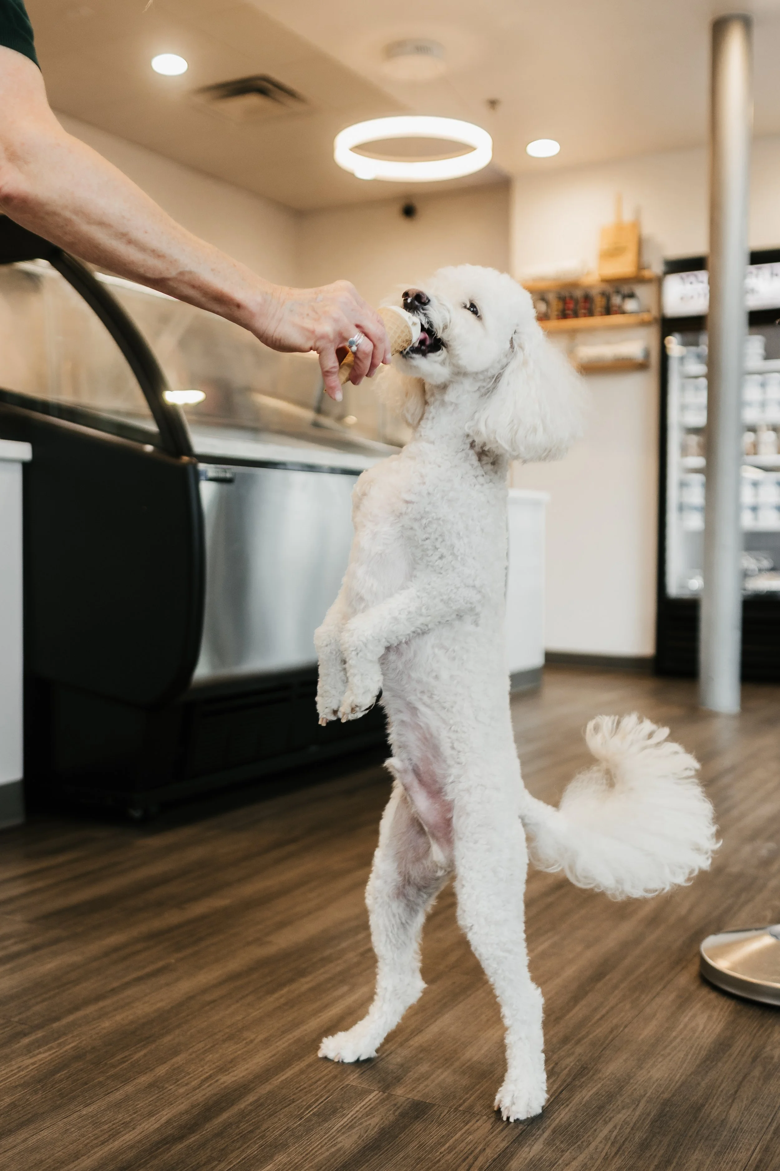Pup Cup Minis - Oydee-11.jpg