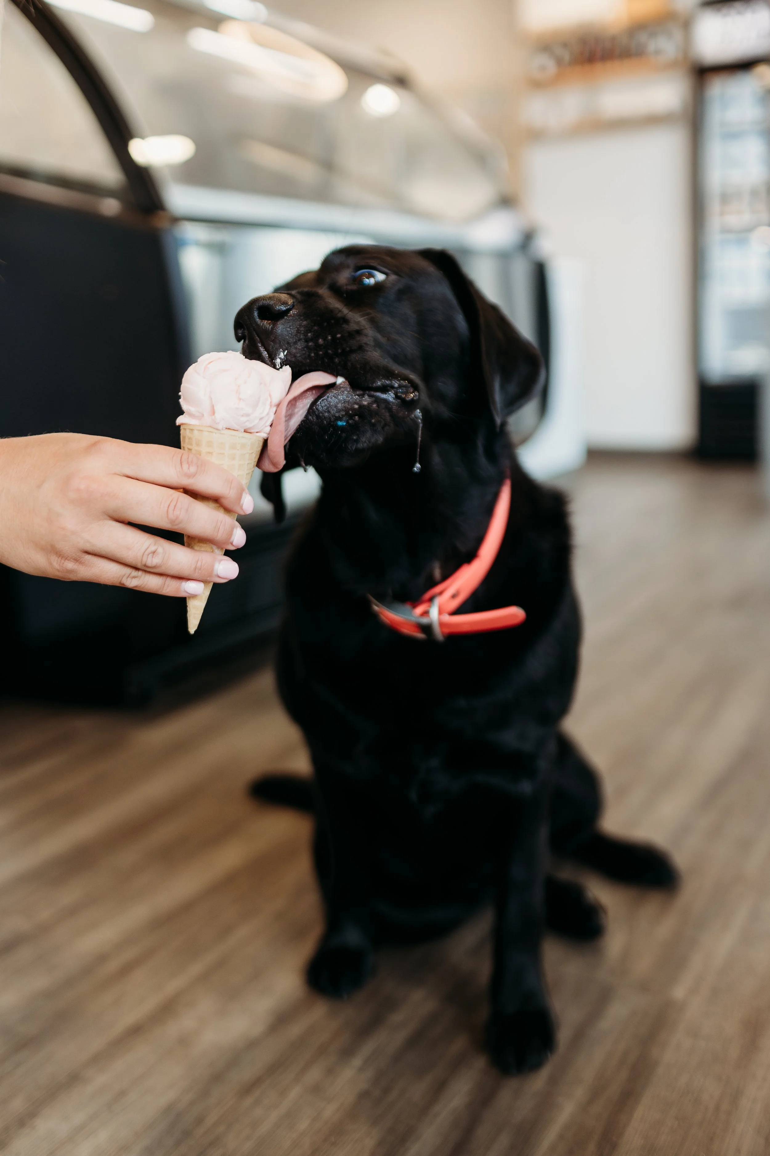 Rosie-4.jpg