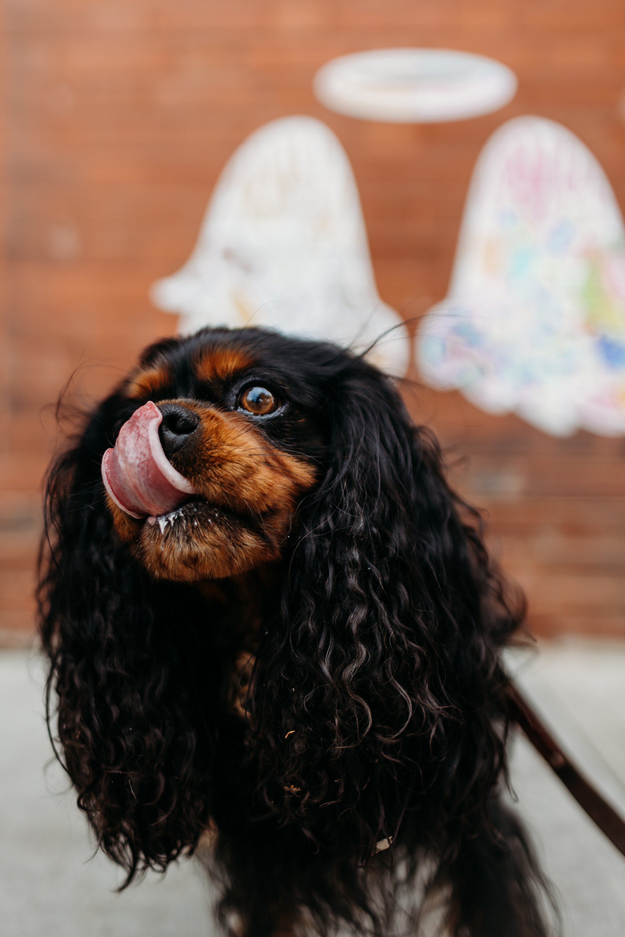 Pup Cup - Torrhen-12.jpg