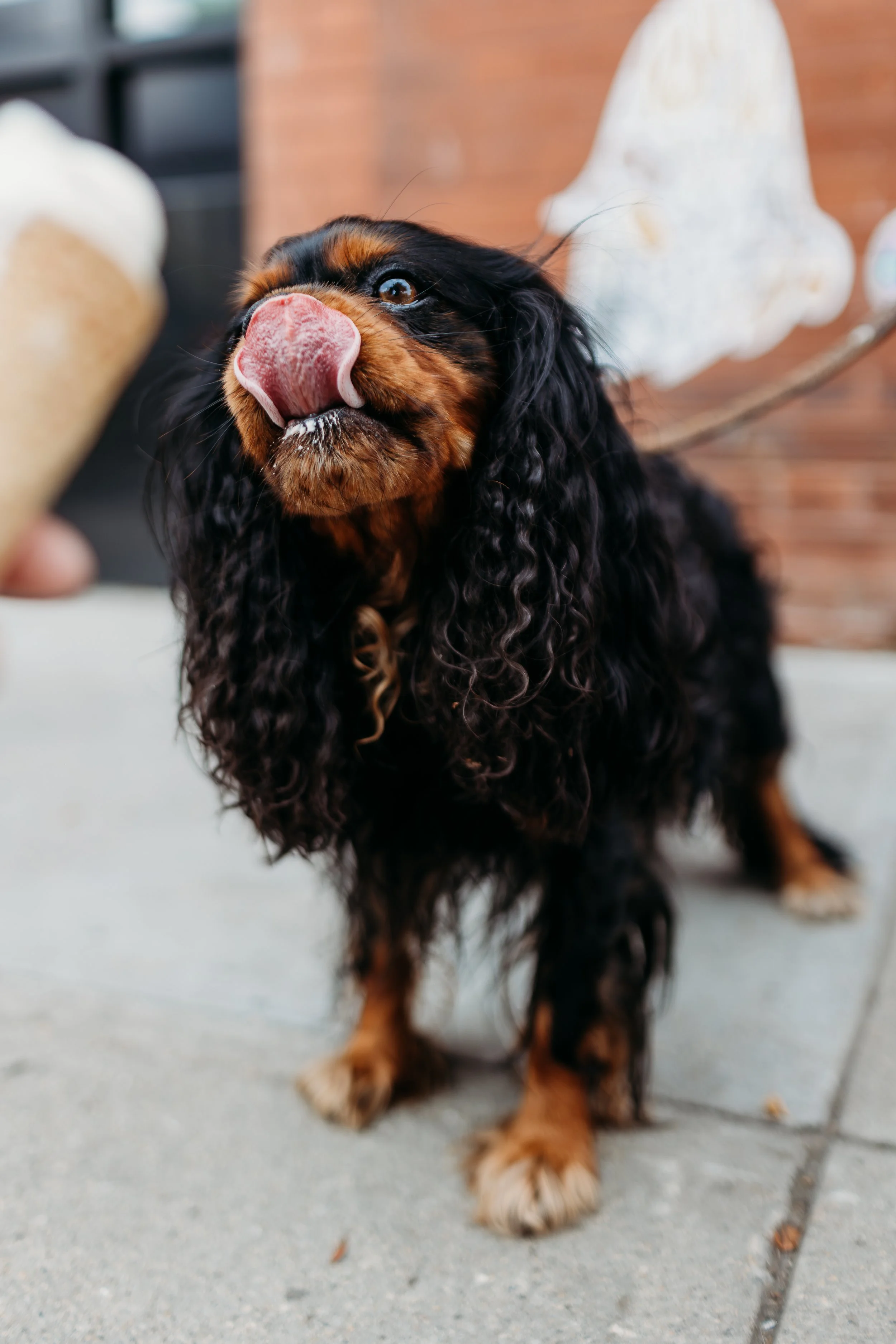 Pup Cup - Torrhen-19.jpg