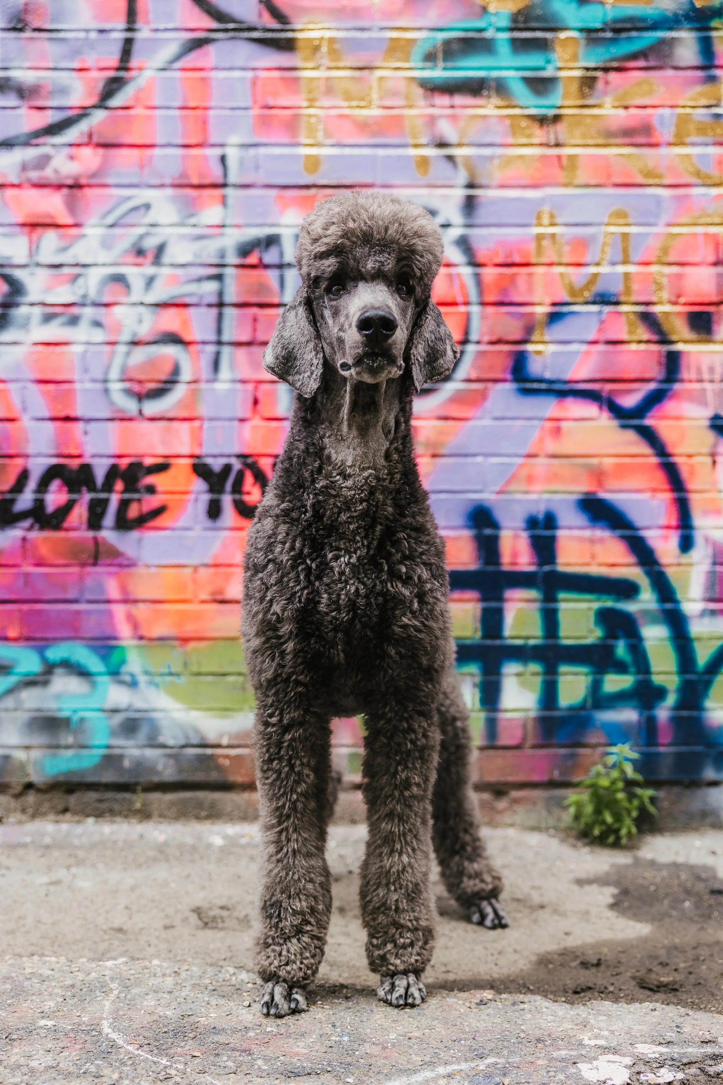 Punk Rock - Sully-10.jpg