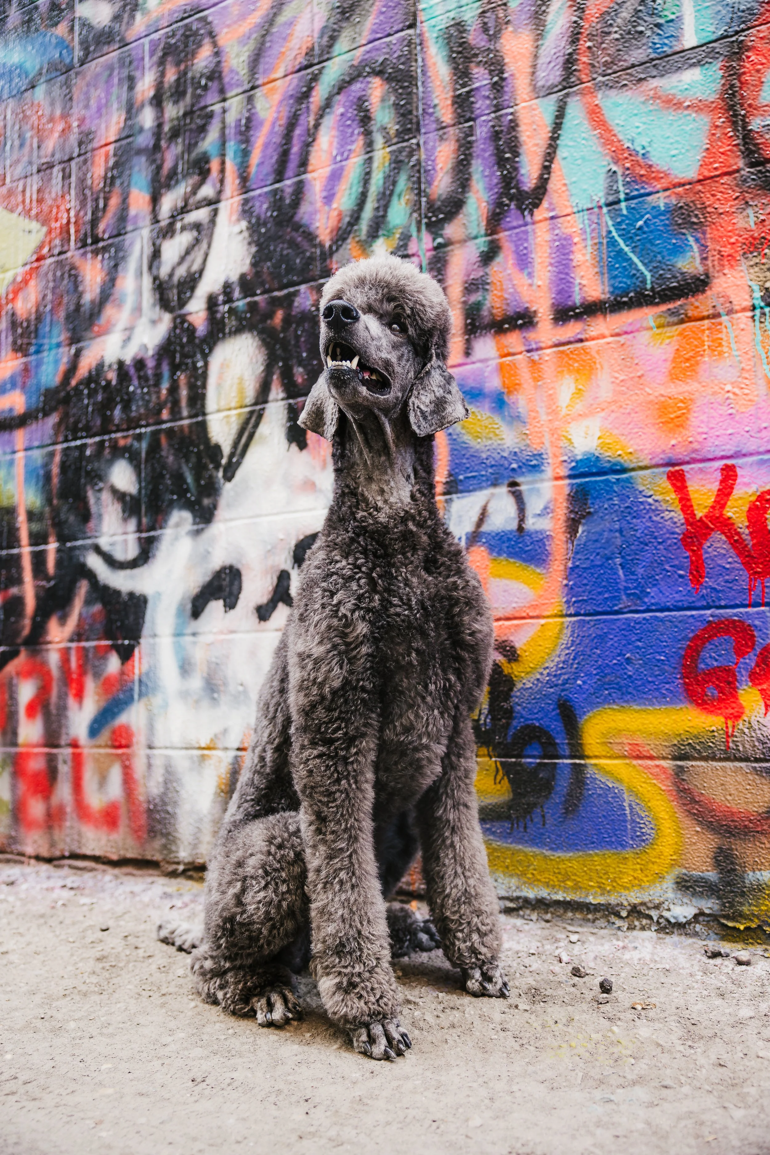 Punk Rock - Sully-7.jpg
