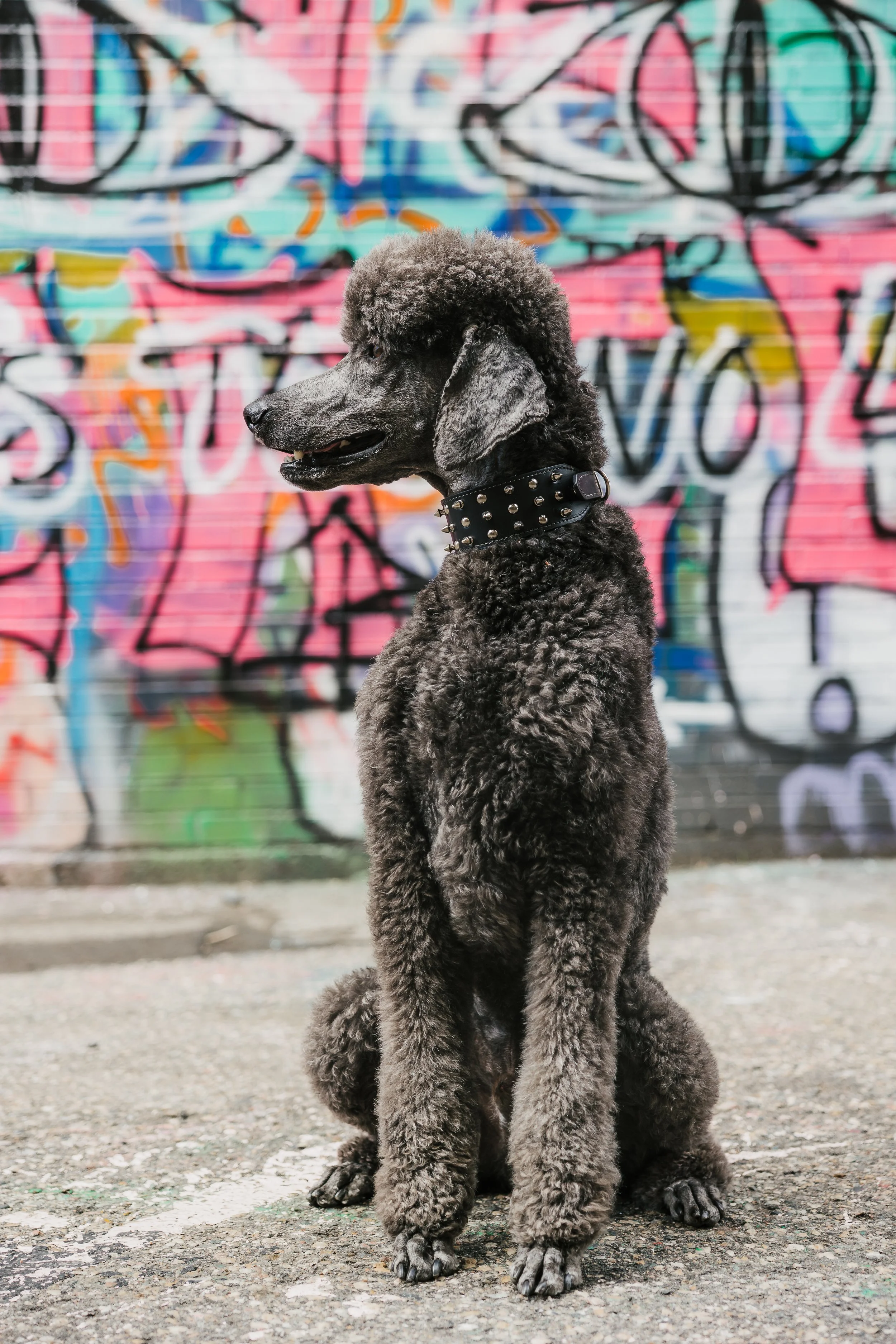 Punk Rock - Sully-19.jpg
