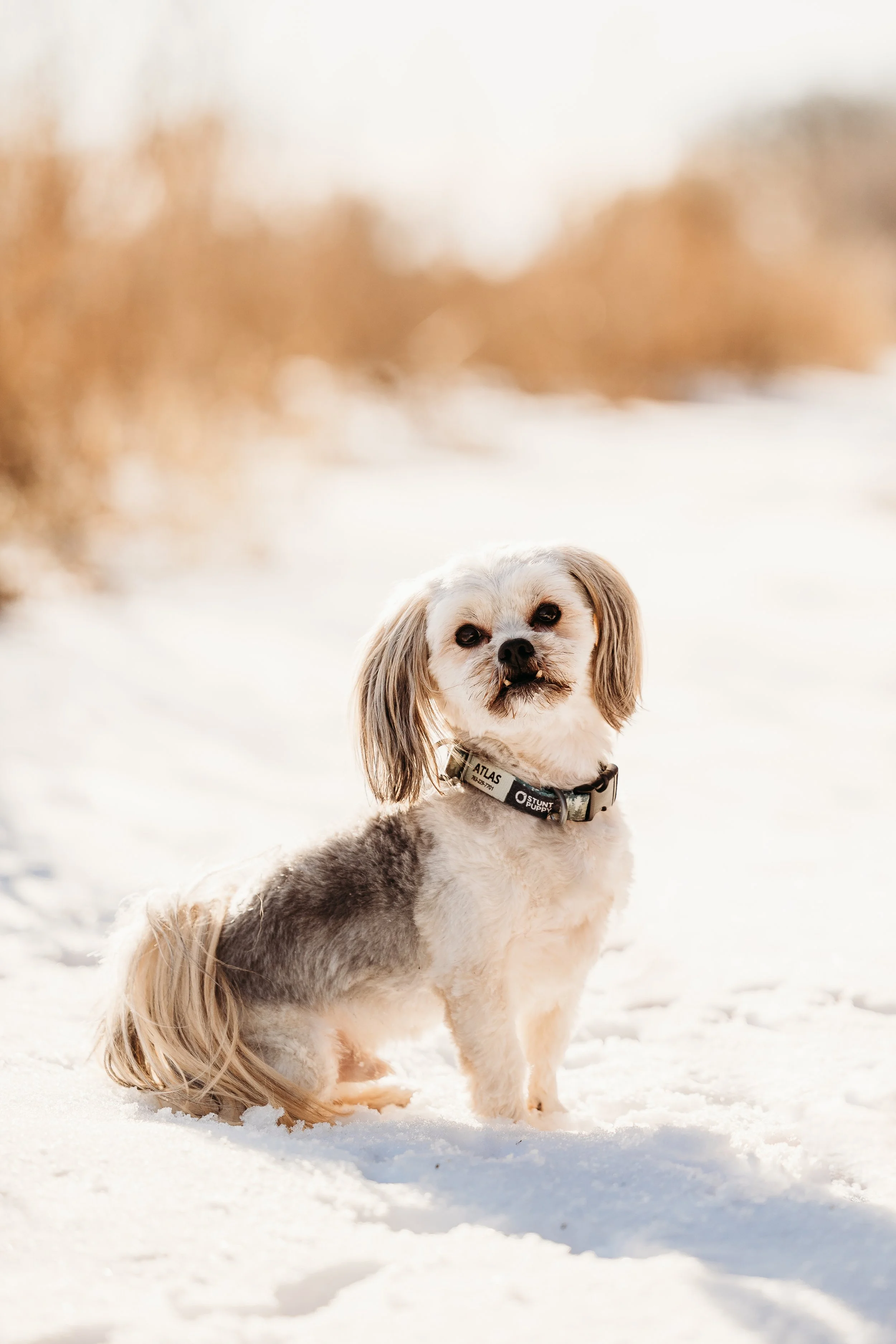 Winter Pine Minis Atlas-7.jpg