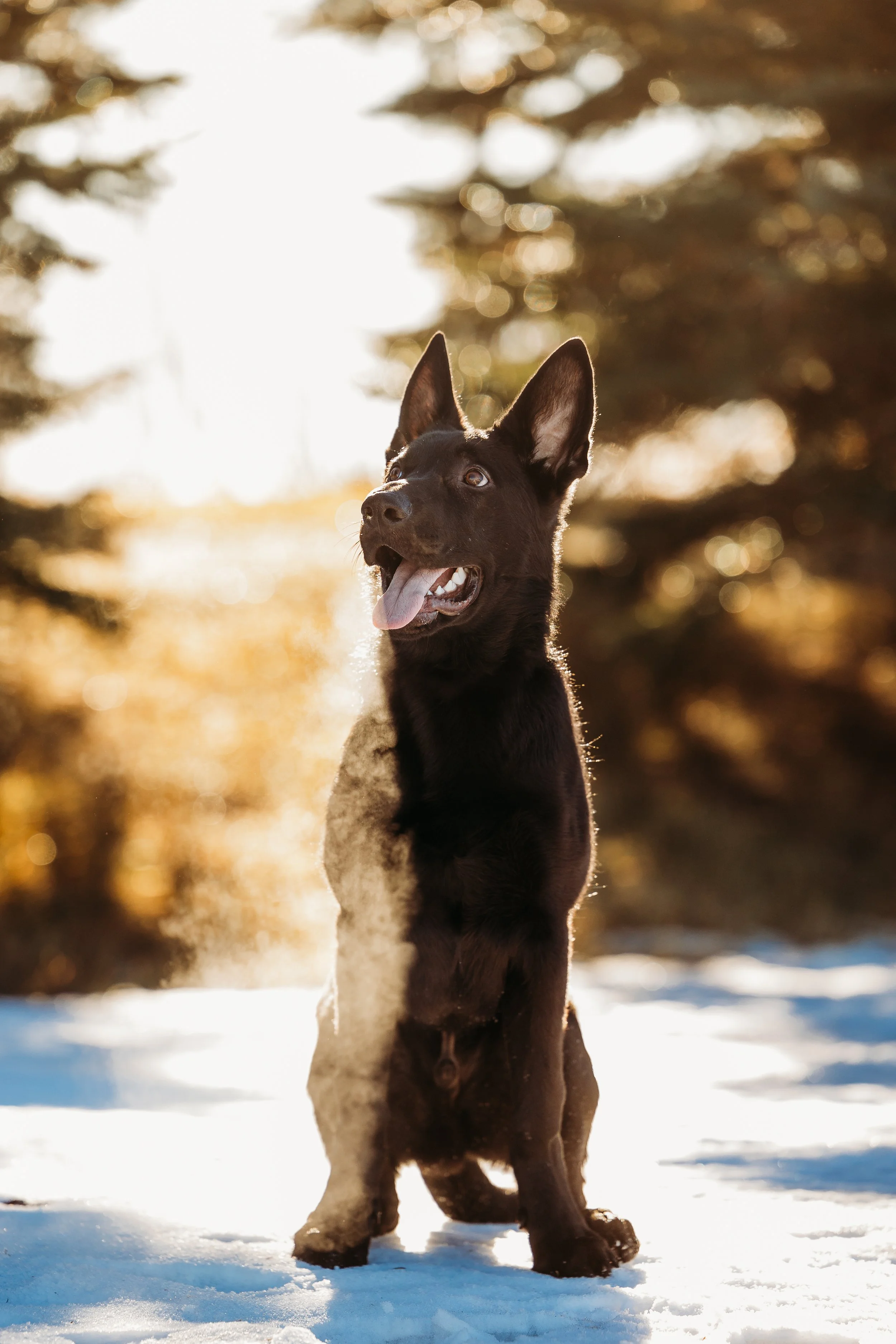 Winter Pine Minis Canik-11.jpg