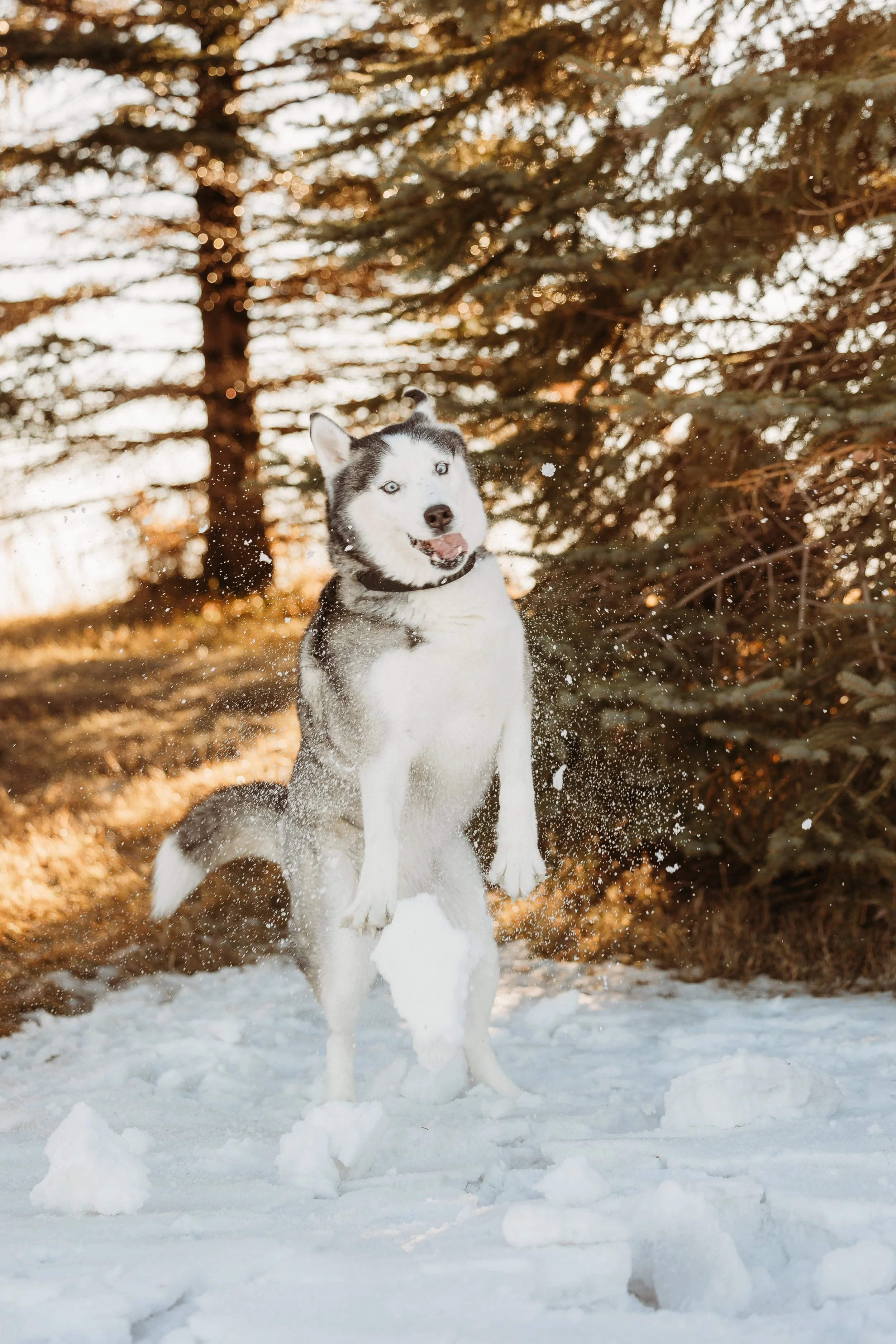 Winter Pine Minis Jaxson-5.jpg