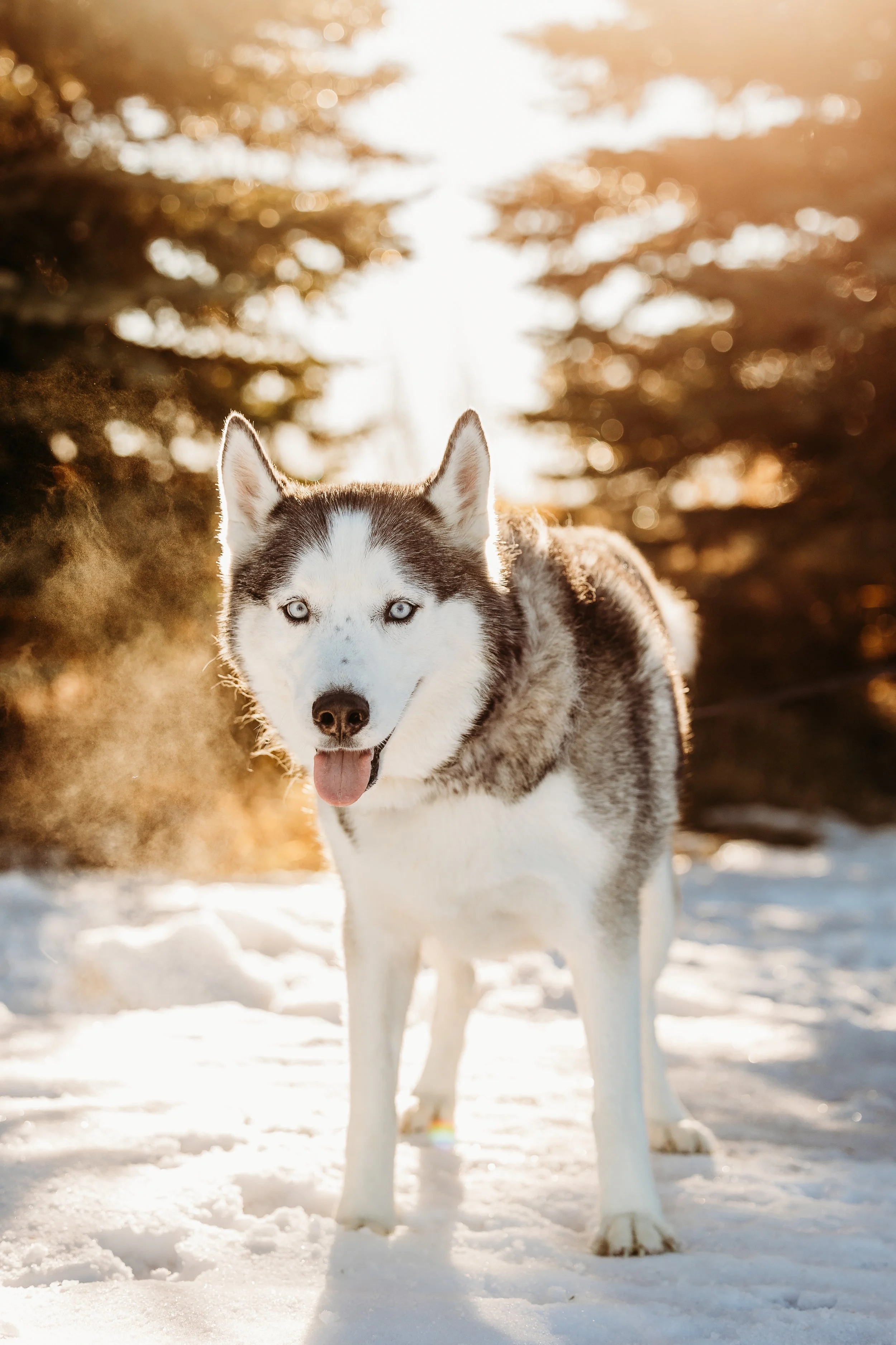 Winter Pine Minis Jaxson-12.jpg