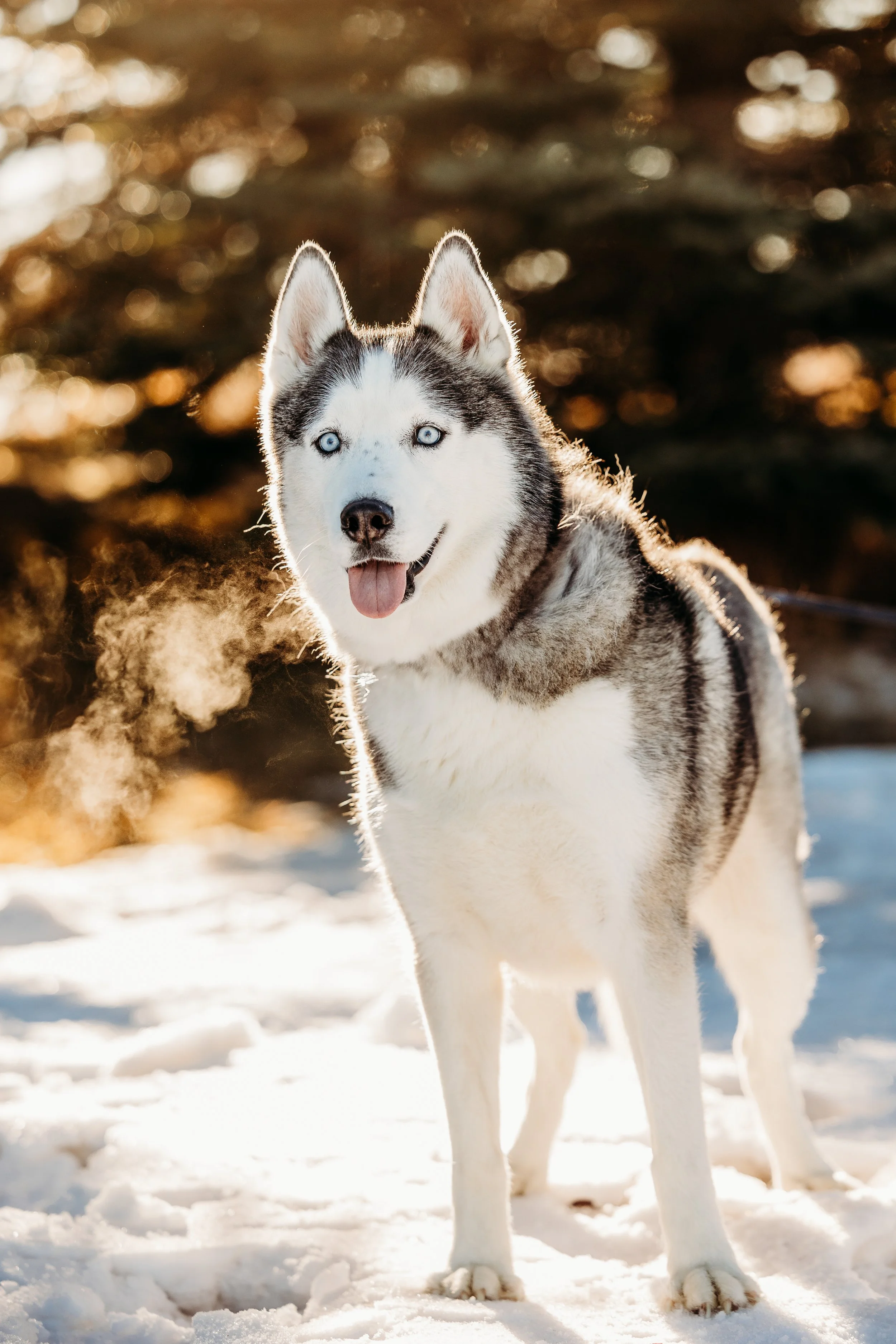Winter Pine Minis Jaxson-18.jpg