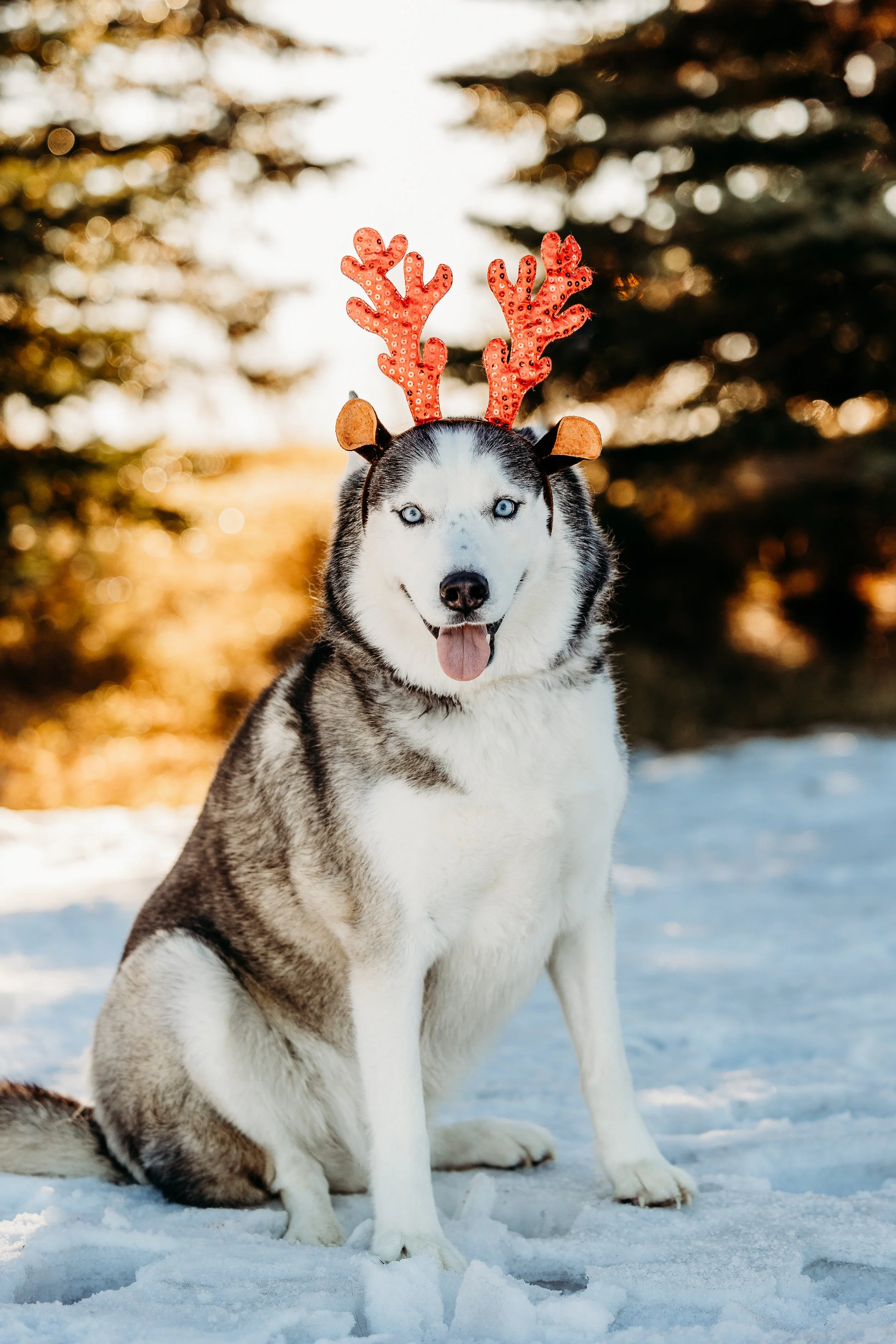 Winter Pine Minis Jaxson-20.jpg