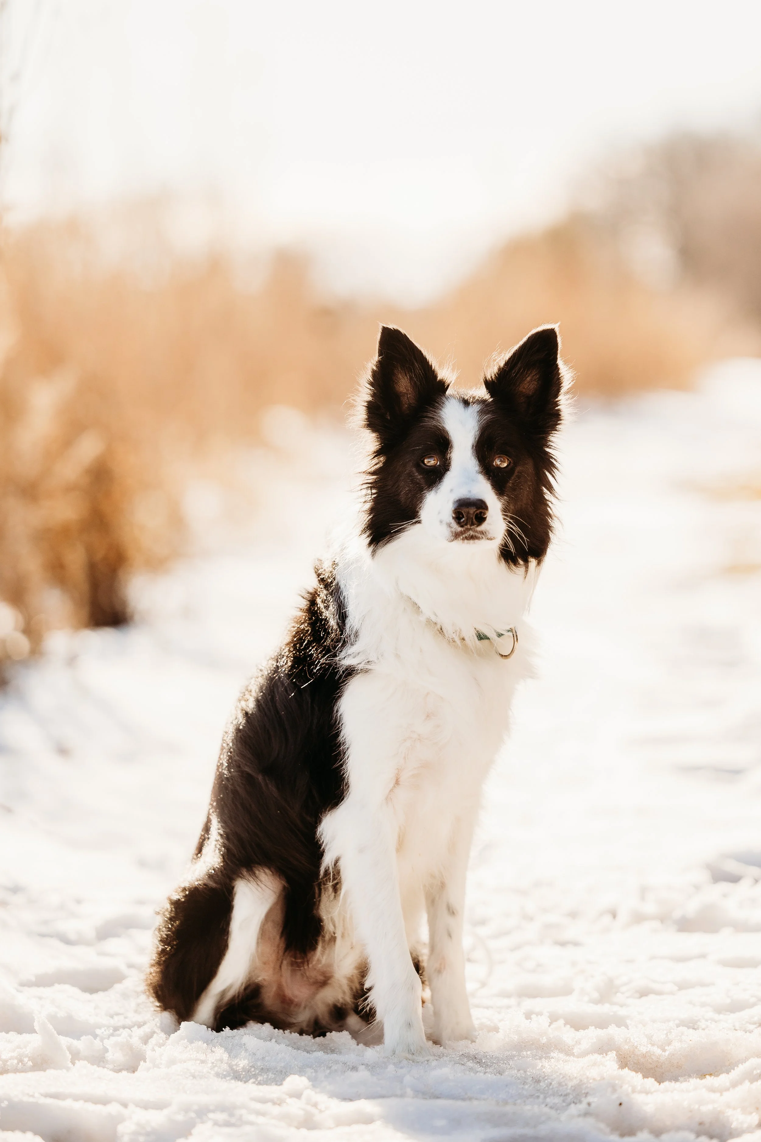 Winter Pine Minis Loki-3.jpg