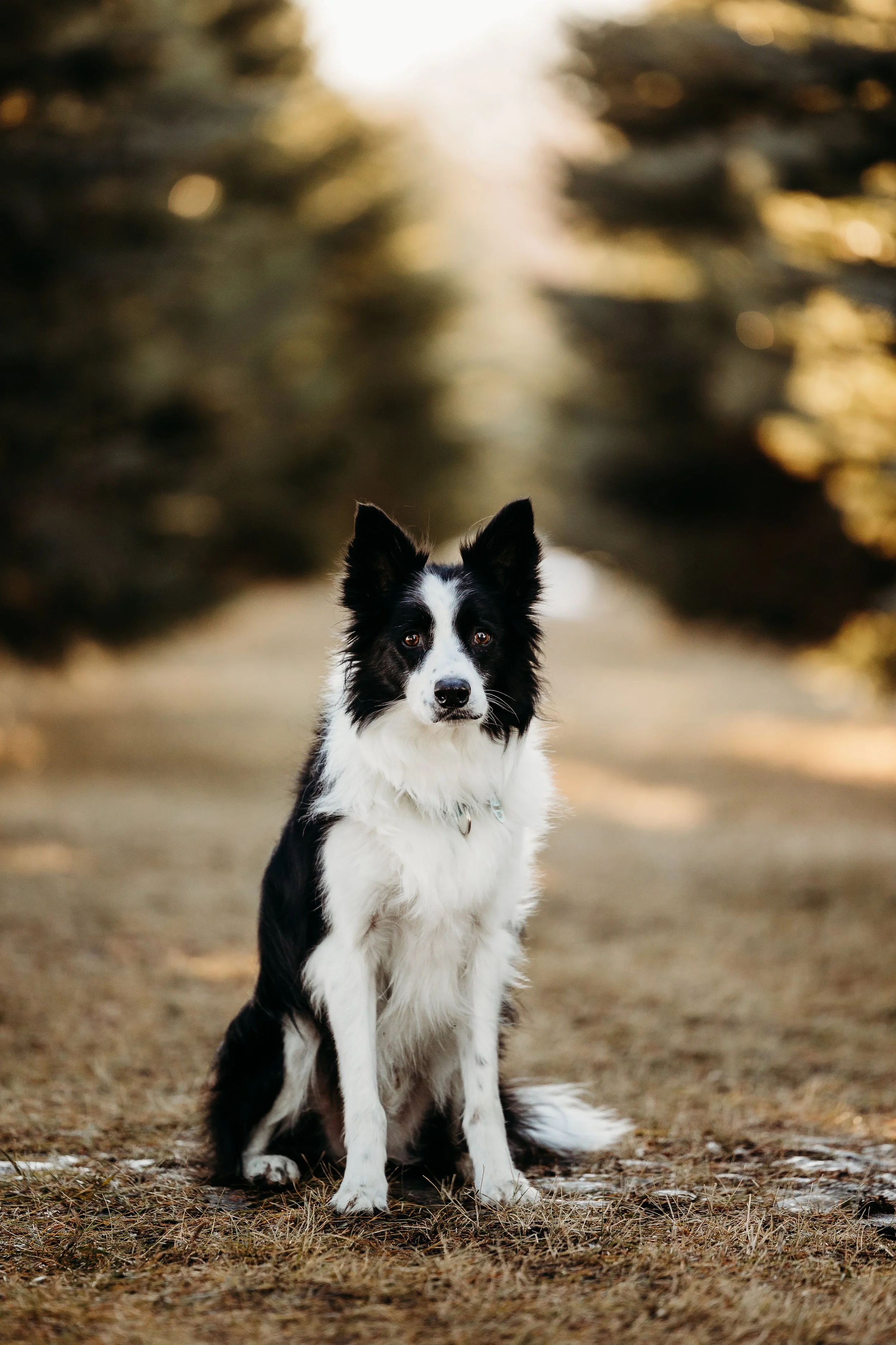 Winter Pine Minis Loki-7.jpg
