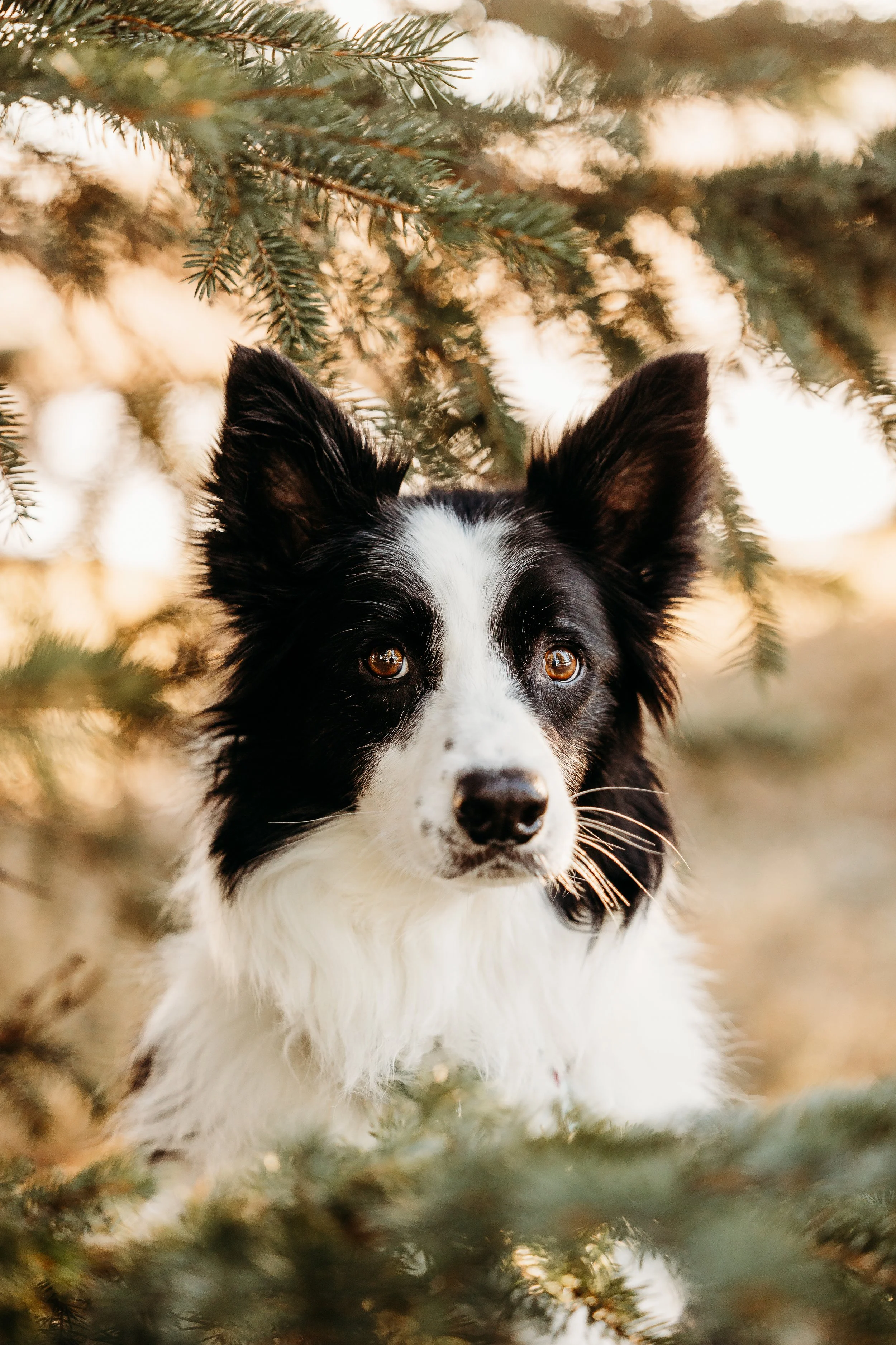 Winter Pine Minis Loki-12.jpg