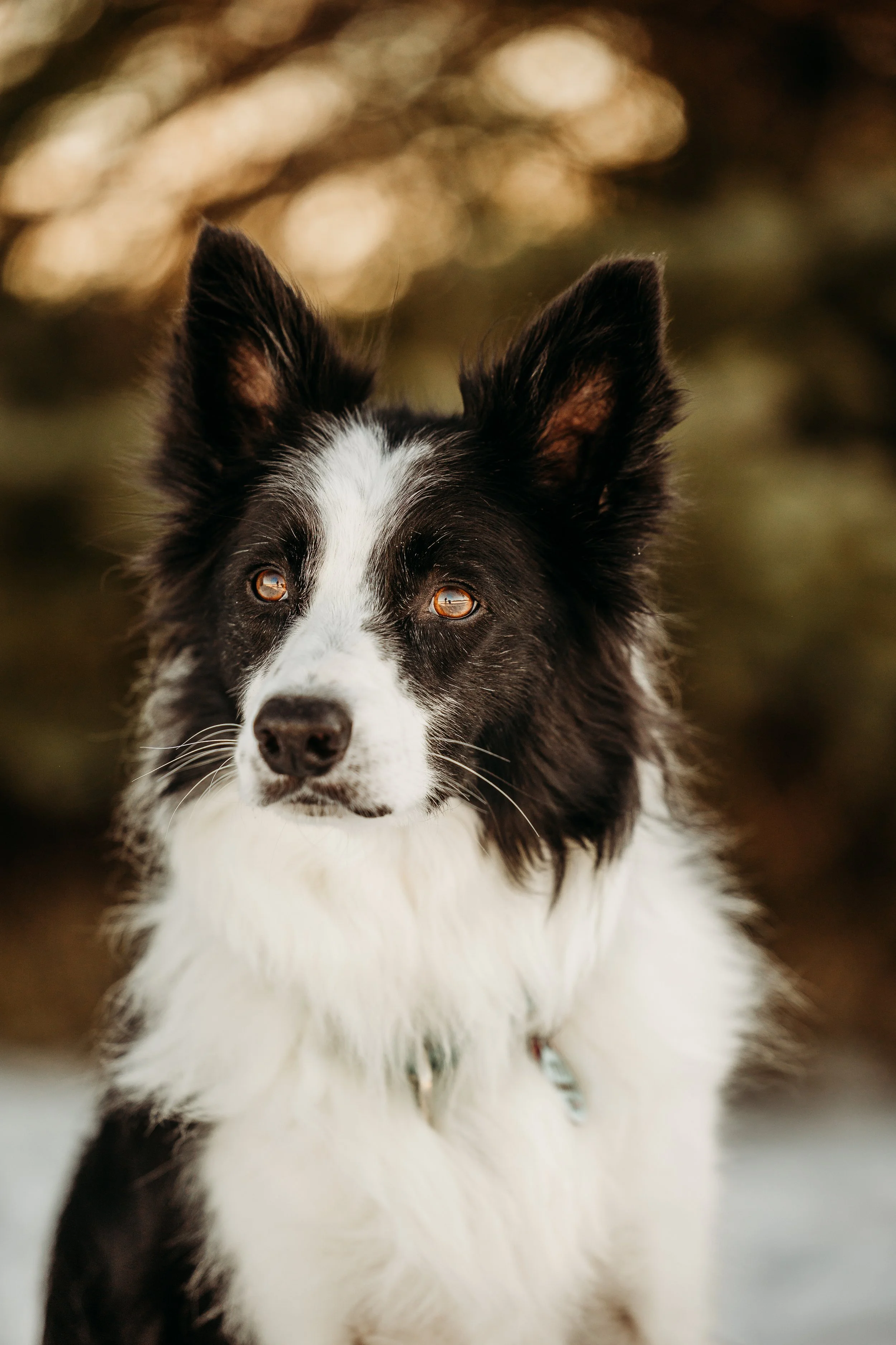 Winter Pine Minis Loki-19.jpg
