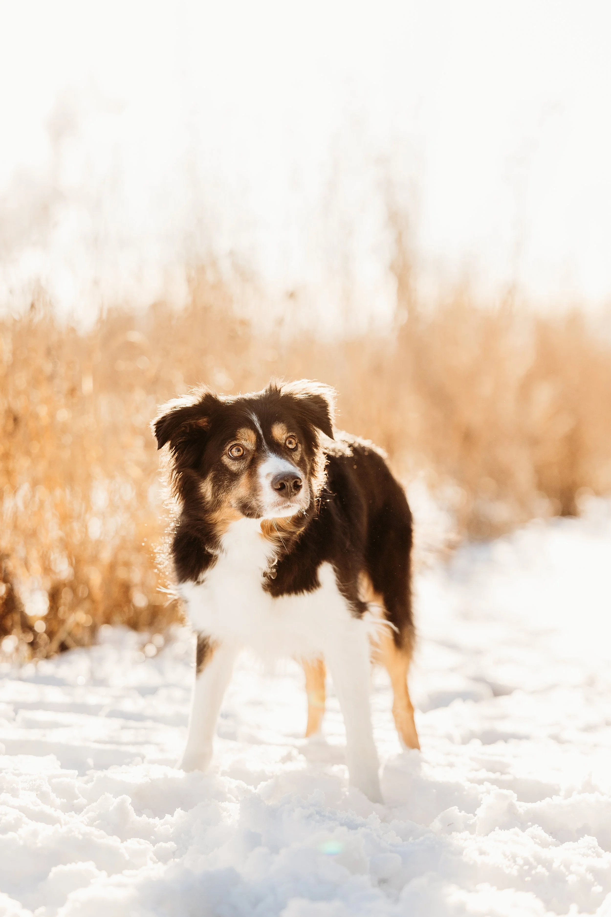 Winter Pine Minis Thor-3.jpg
