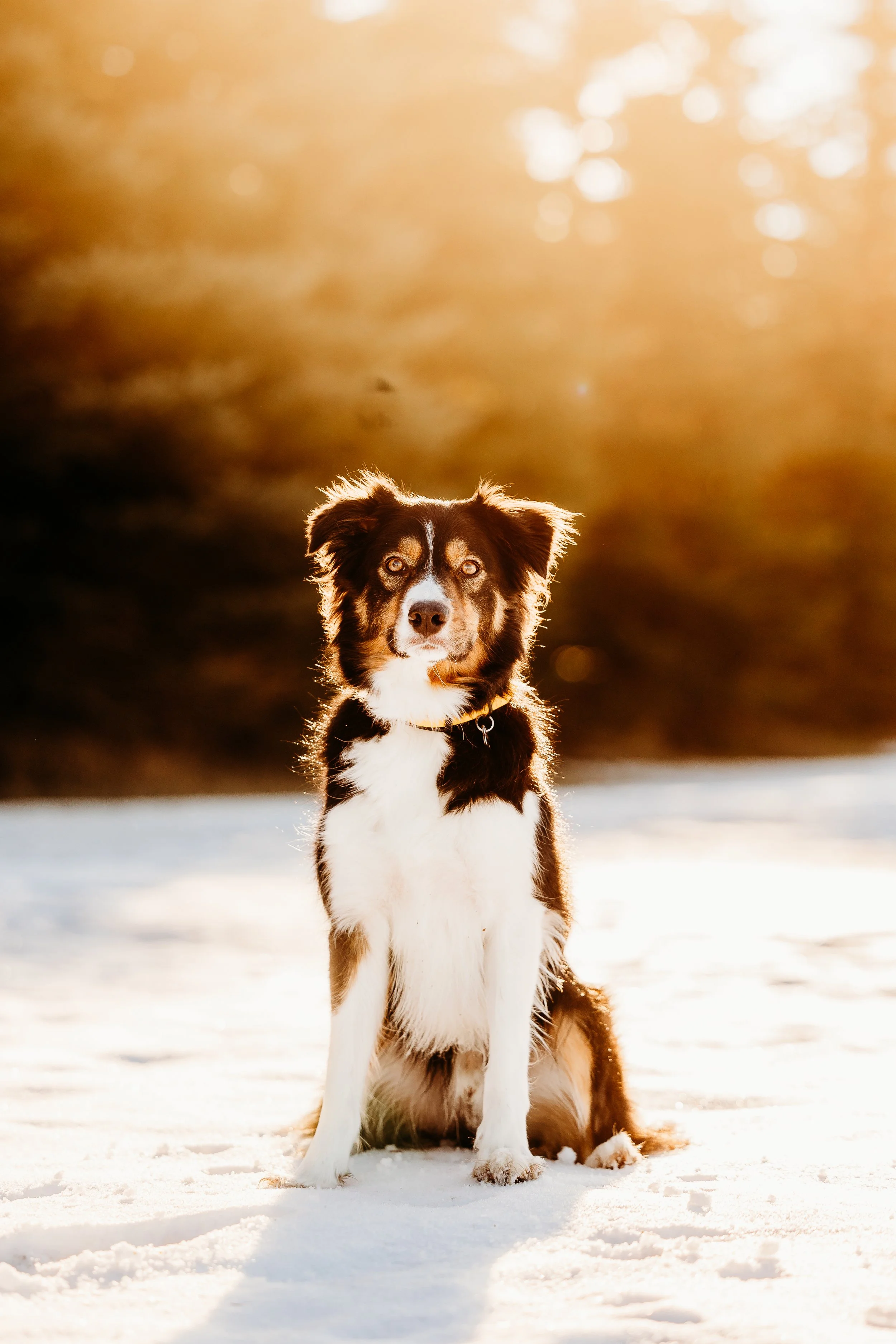 Winter Pine Minis Thor-14.jpg