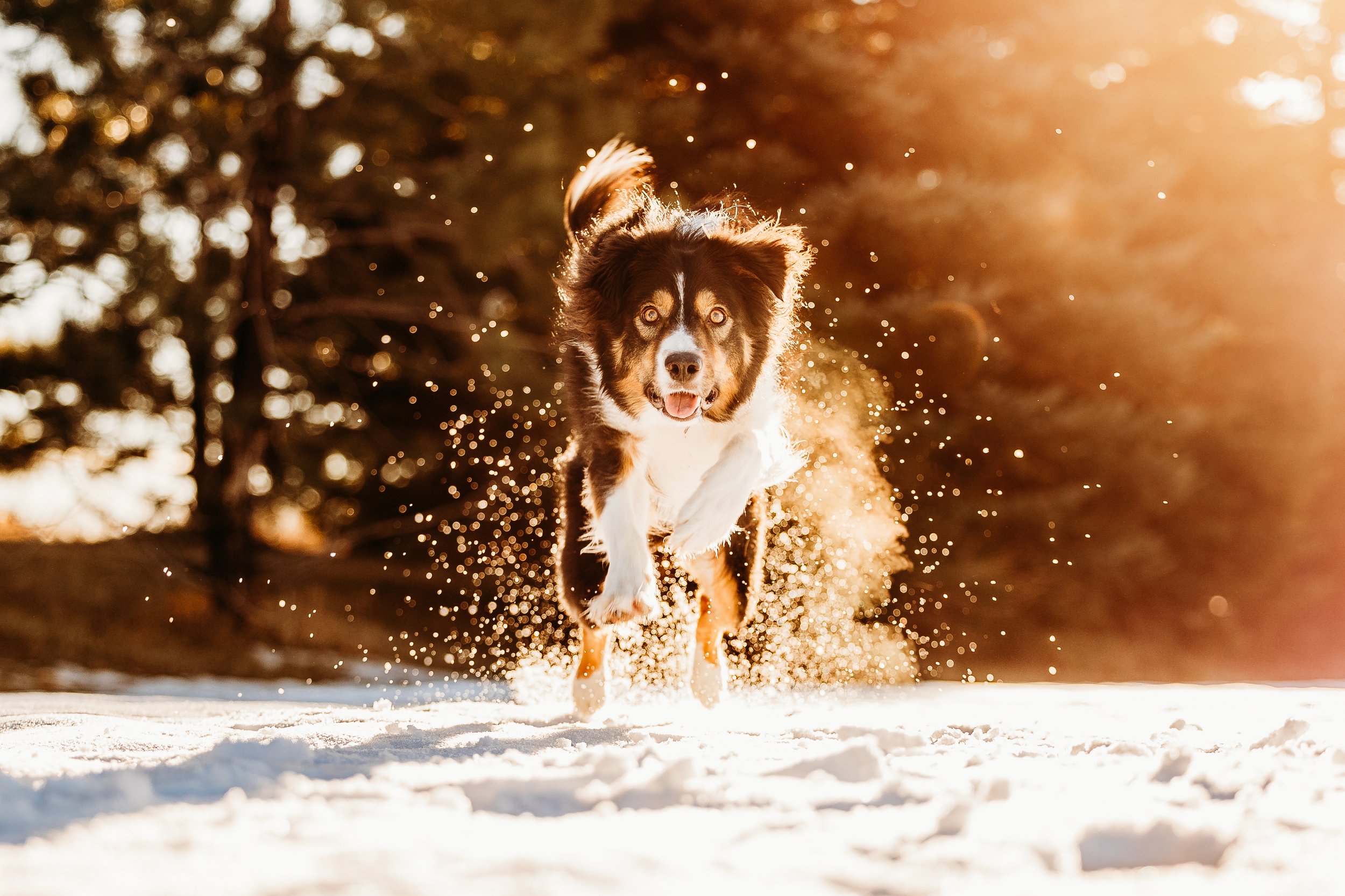 Winter Pine Minis Thor-20.jpg