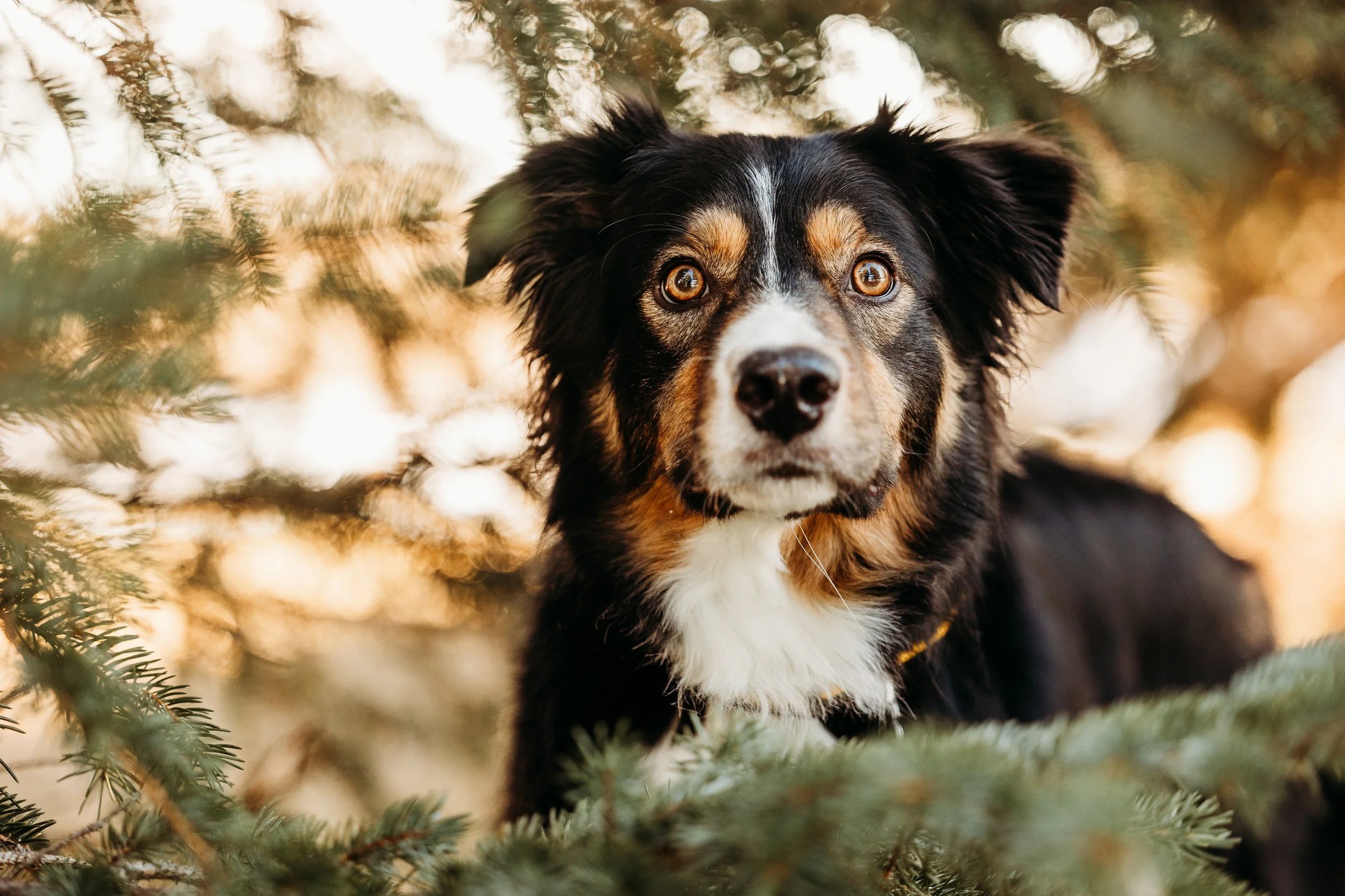 Winter Pine Minis Thor-11.jpg