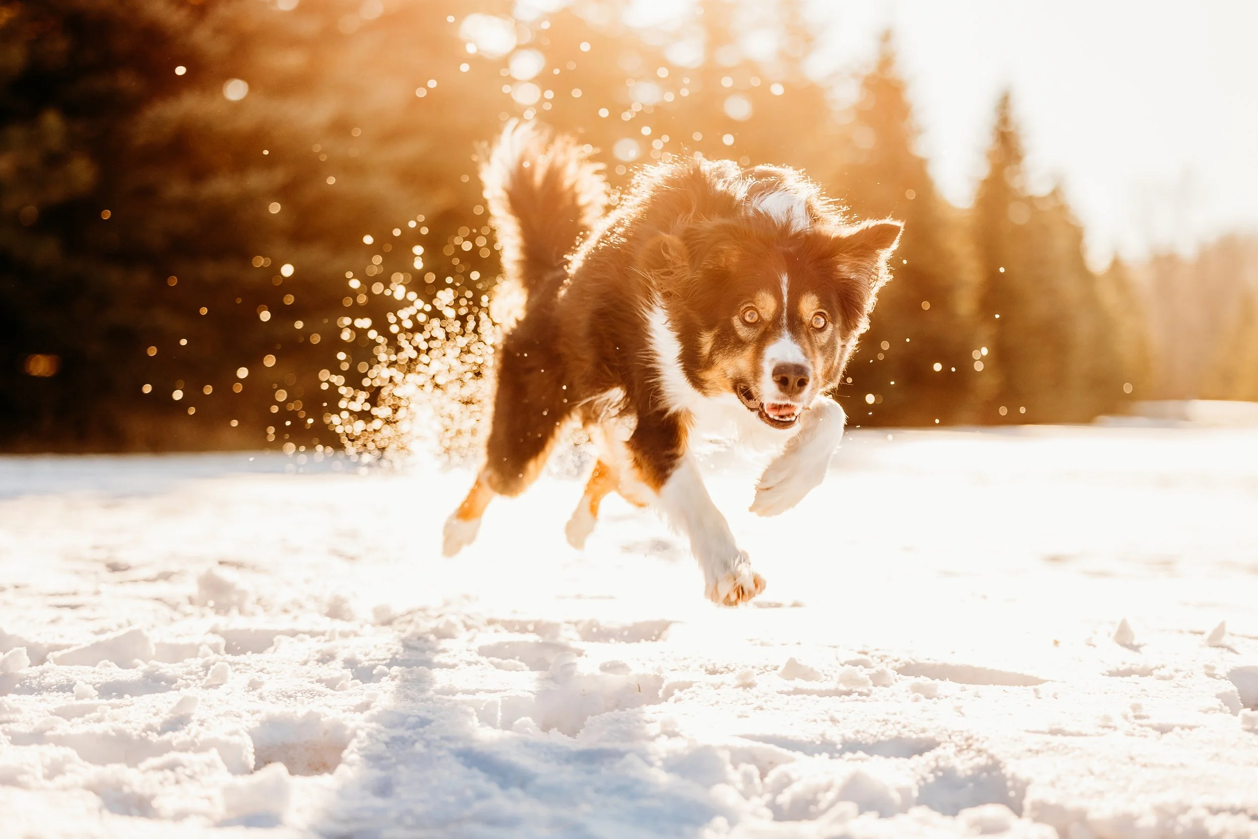 Winter Pine Minis Thor-22.jpg