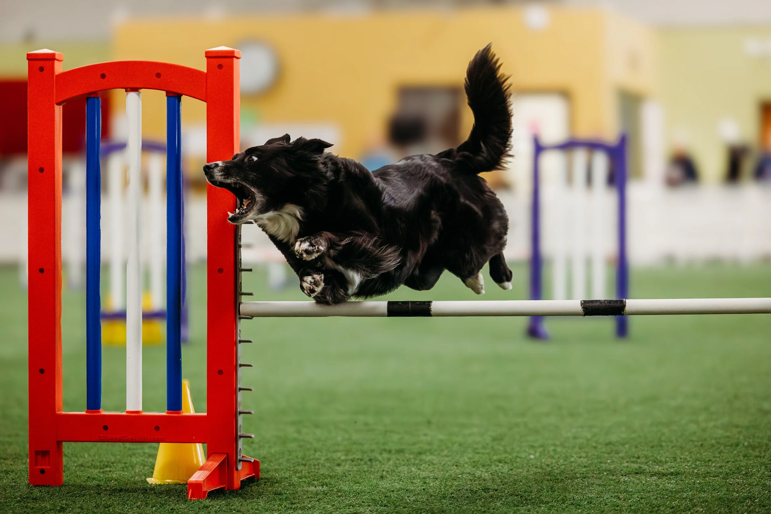 MAC Agility-OTR-Egg-3.jpg
