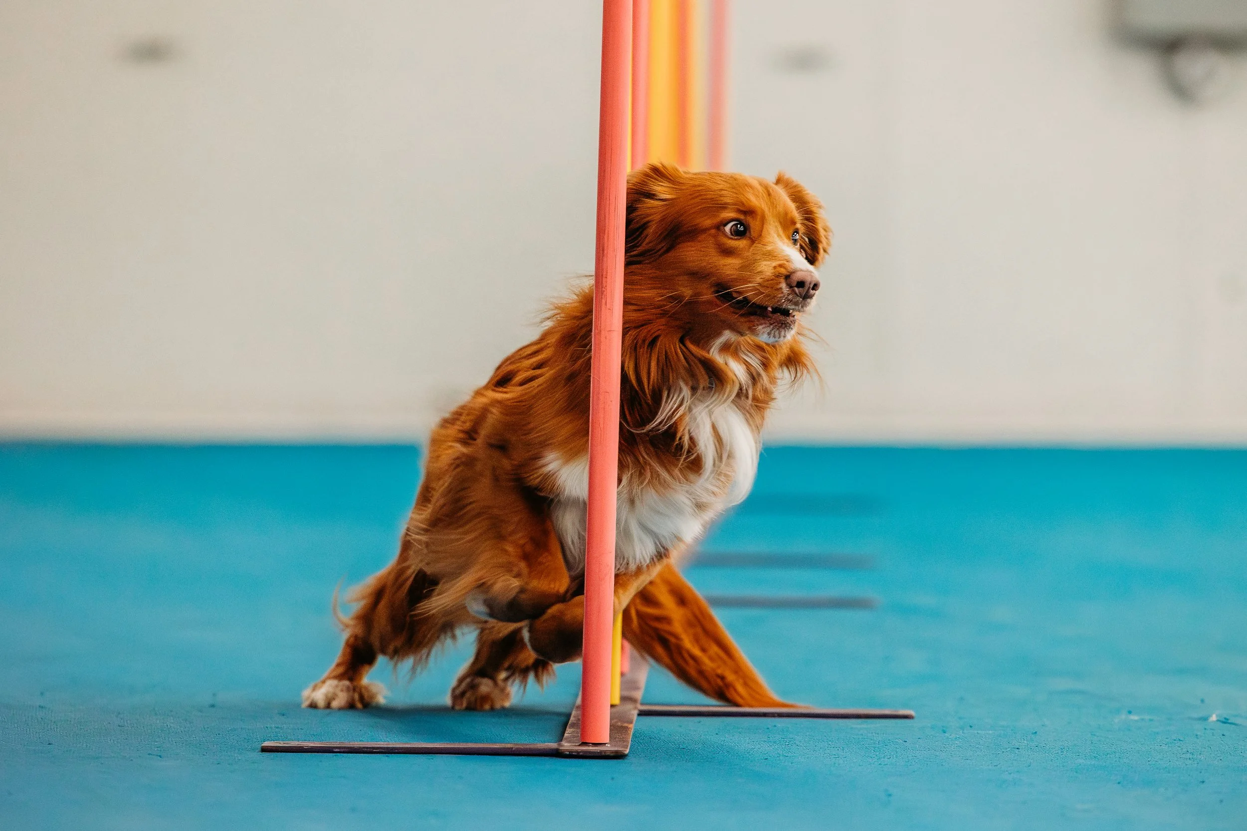 Fusion Agility - Presto-2.jpg