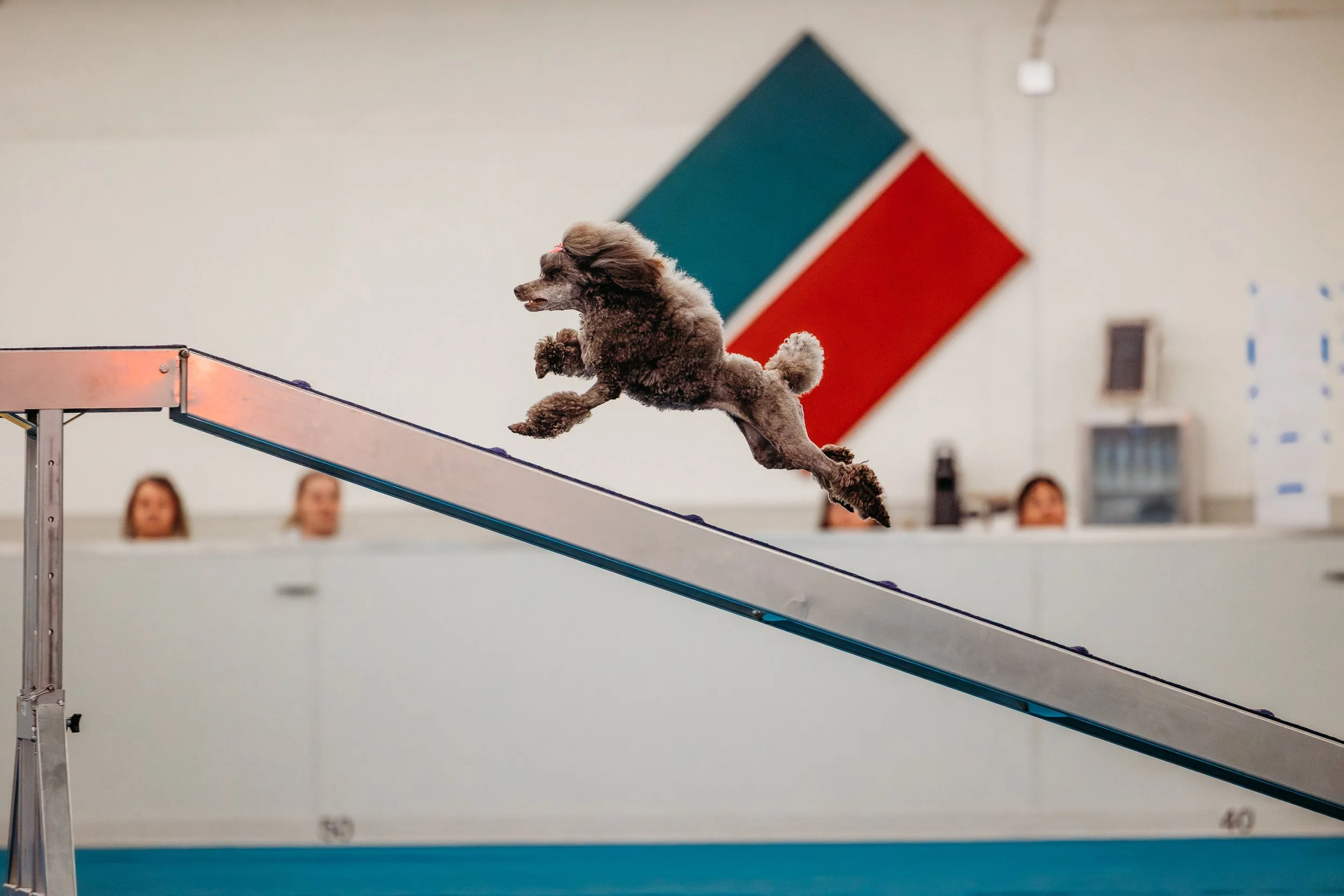 Fusion Agility - Pizzazz-2.jpg