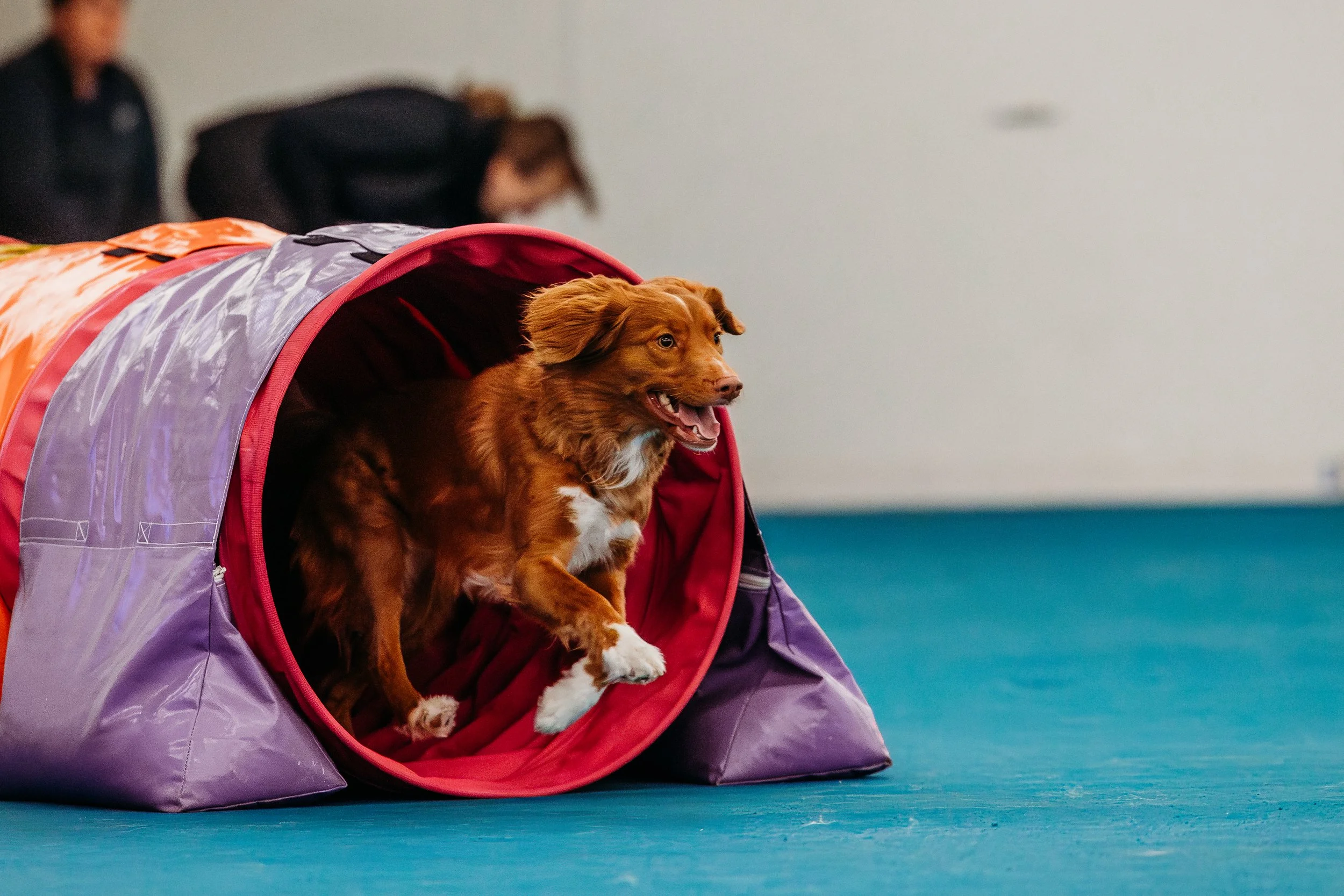 Fusion Agility - Ginny-4.jpg