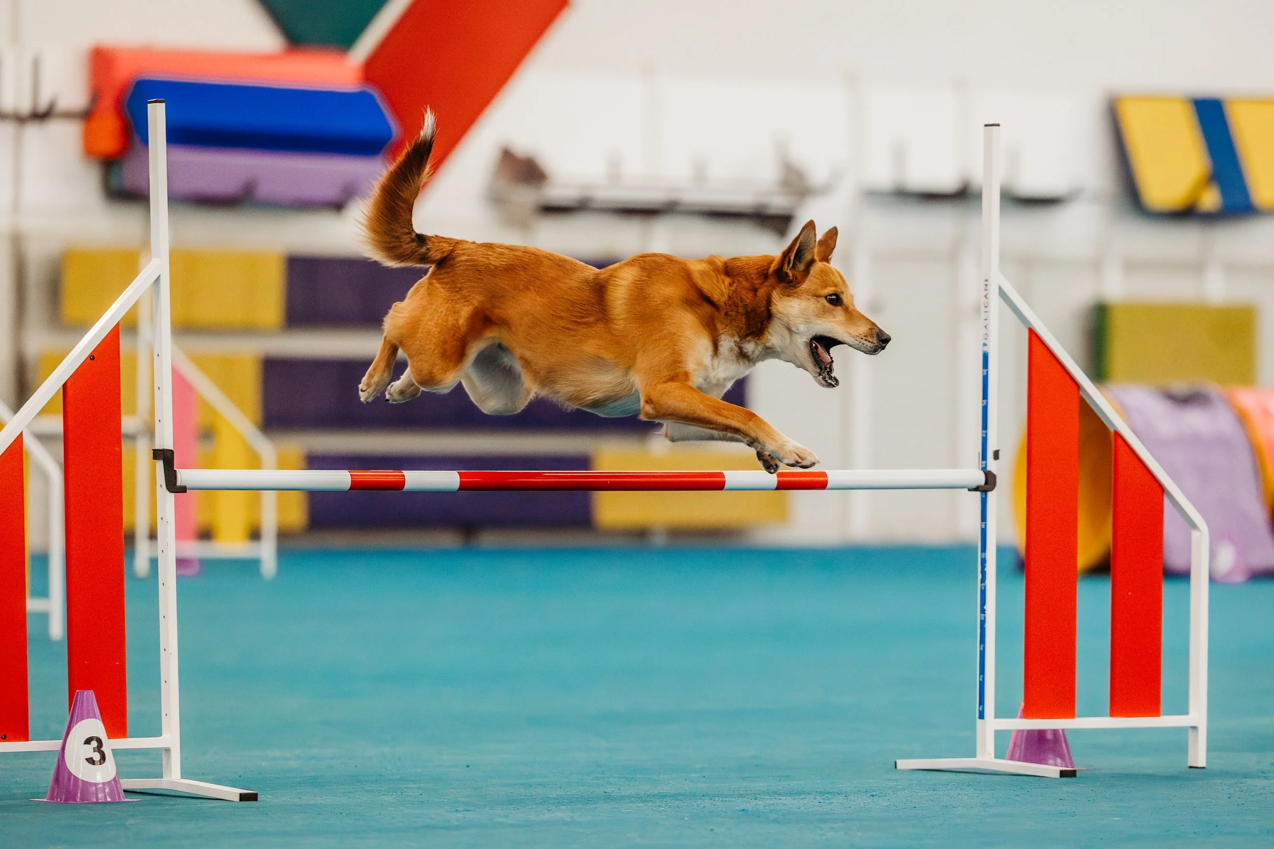 Fusion Agility - Dawson-5 copy.jpg