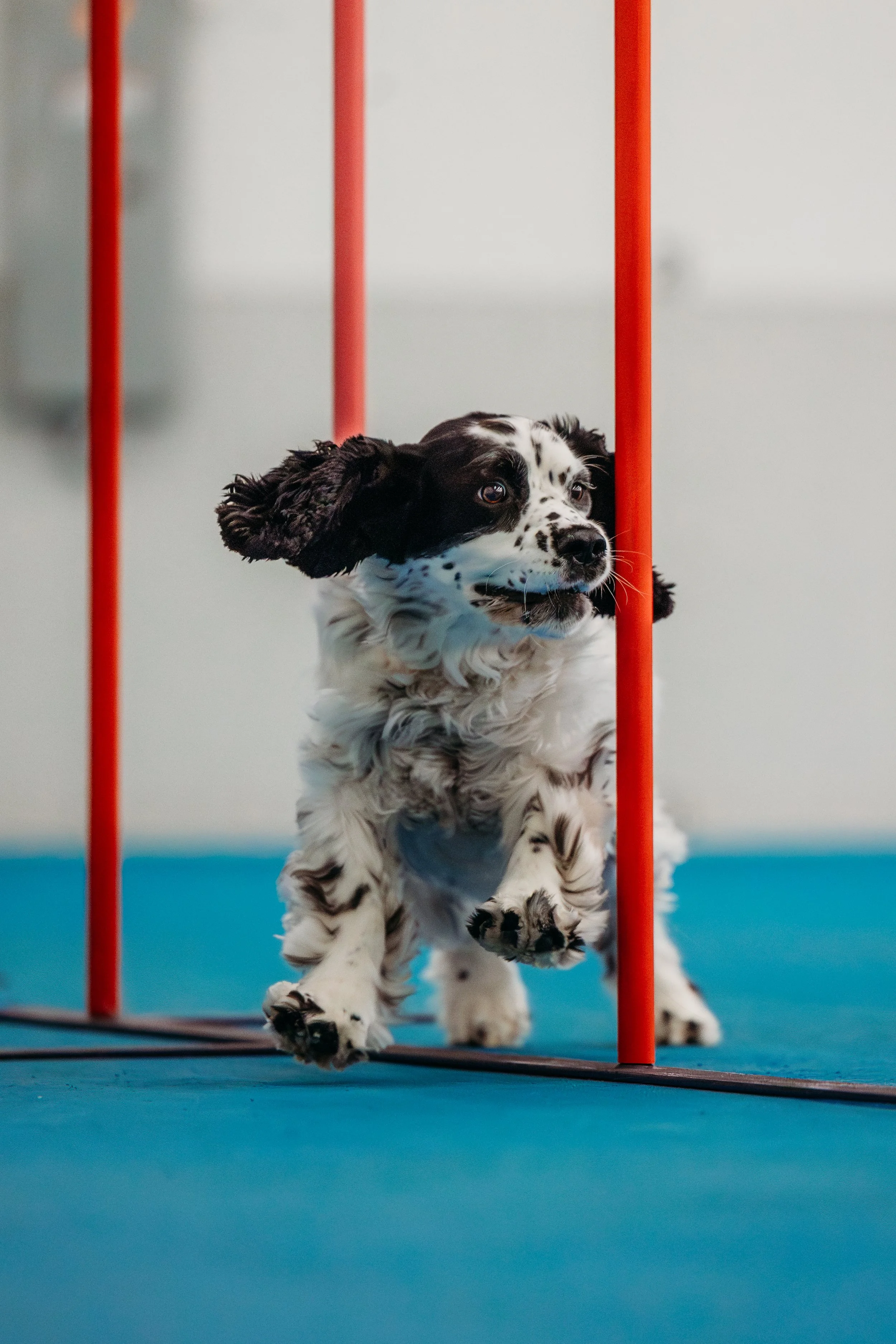 Fusion Agility - Daisy-5.jpg